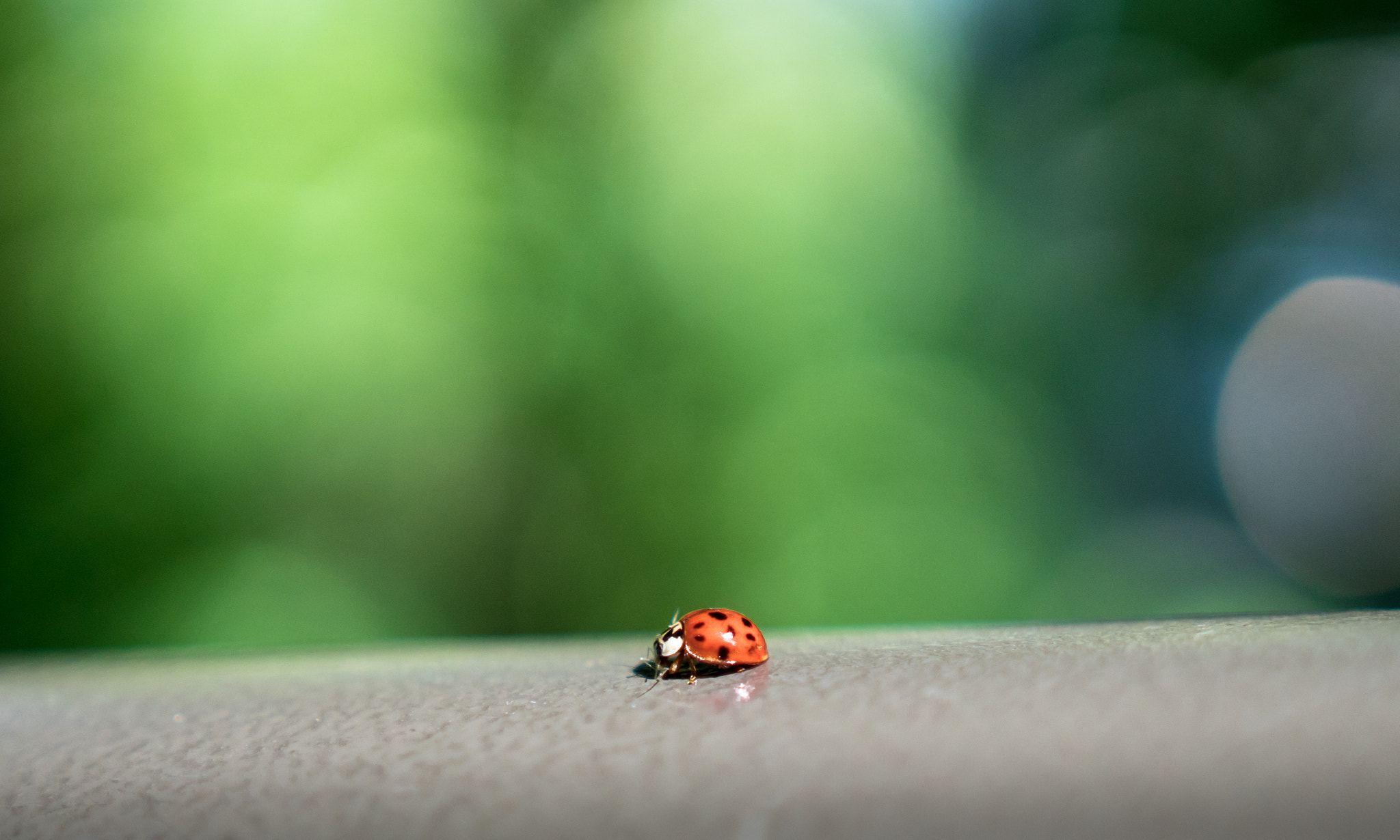 Sony a6300 + 18-35mm F1.8 DC HSM | Art 013 sample photo. Little red photography