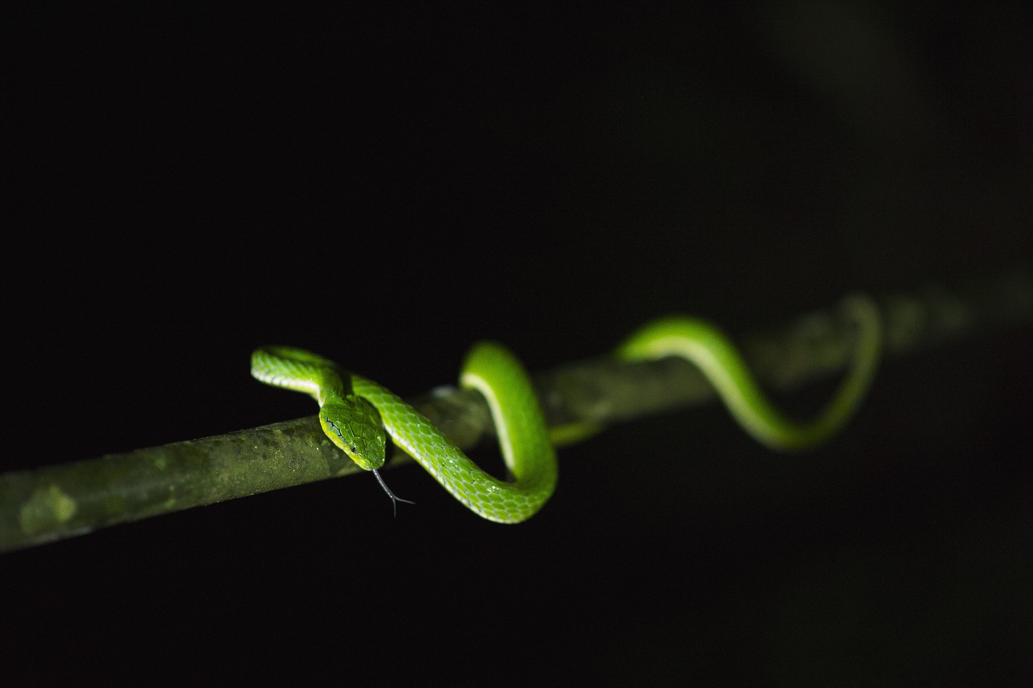 Nikon D3S + Nikon AF-S Nikkor 85mm F1.8G sample photo. Large scaled pit viper photography