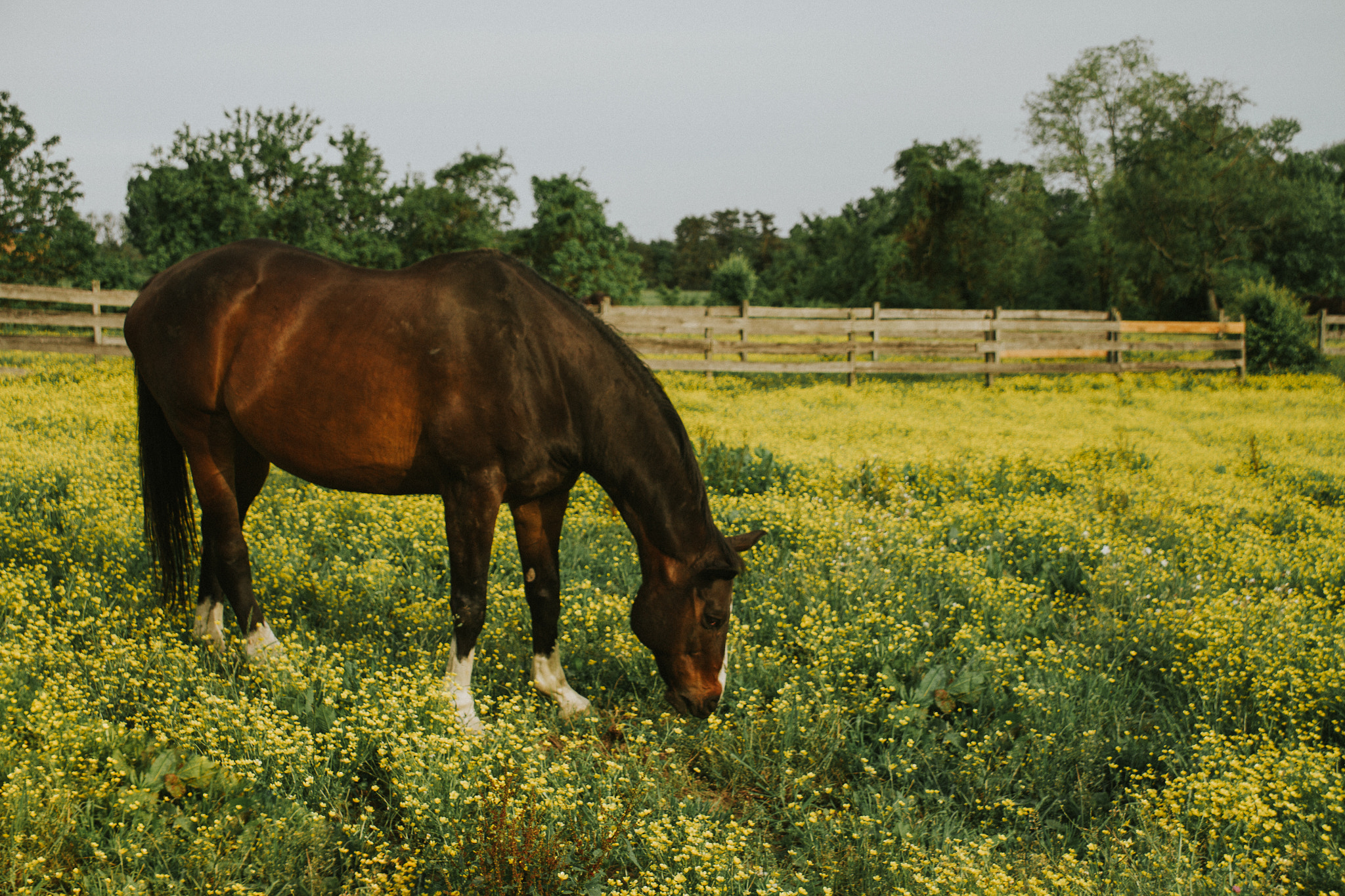 Canon EOS 7D + Sigma 18-125mm f/3.5-5.6 DC IF ASP sample photo. Field of flowers 1 photography