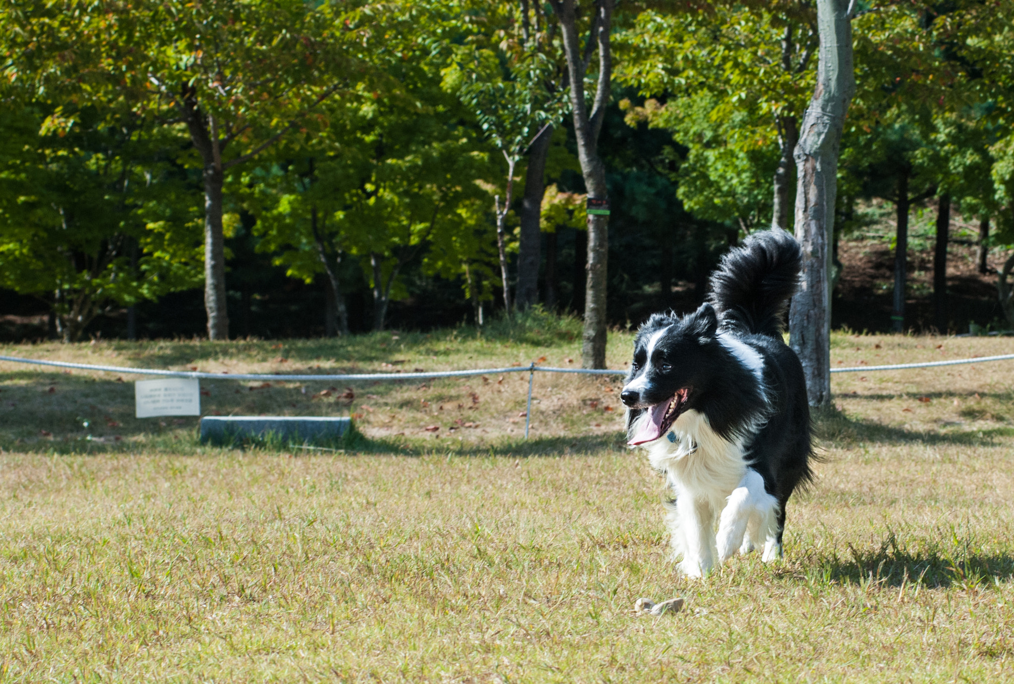 Nikon AF-Nikkor 80-200mm F2.8D ED sample photo. My dog collie photography
