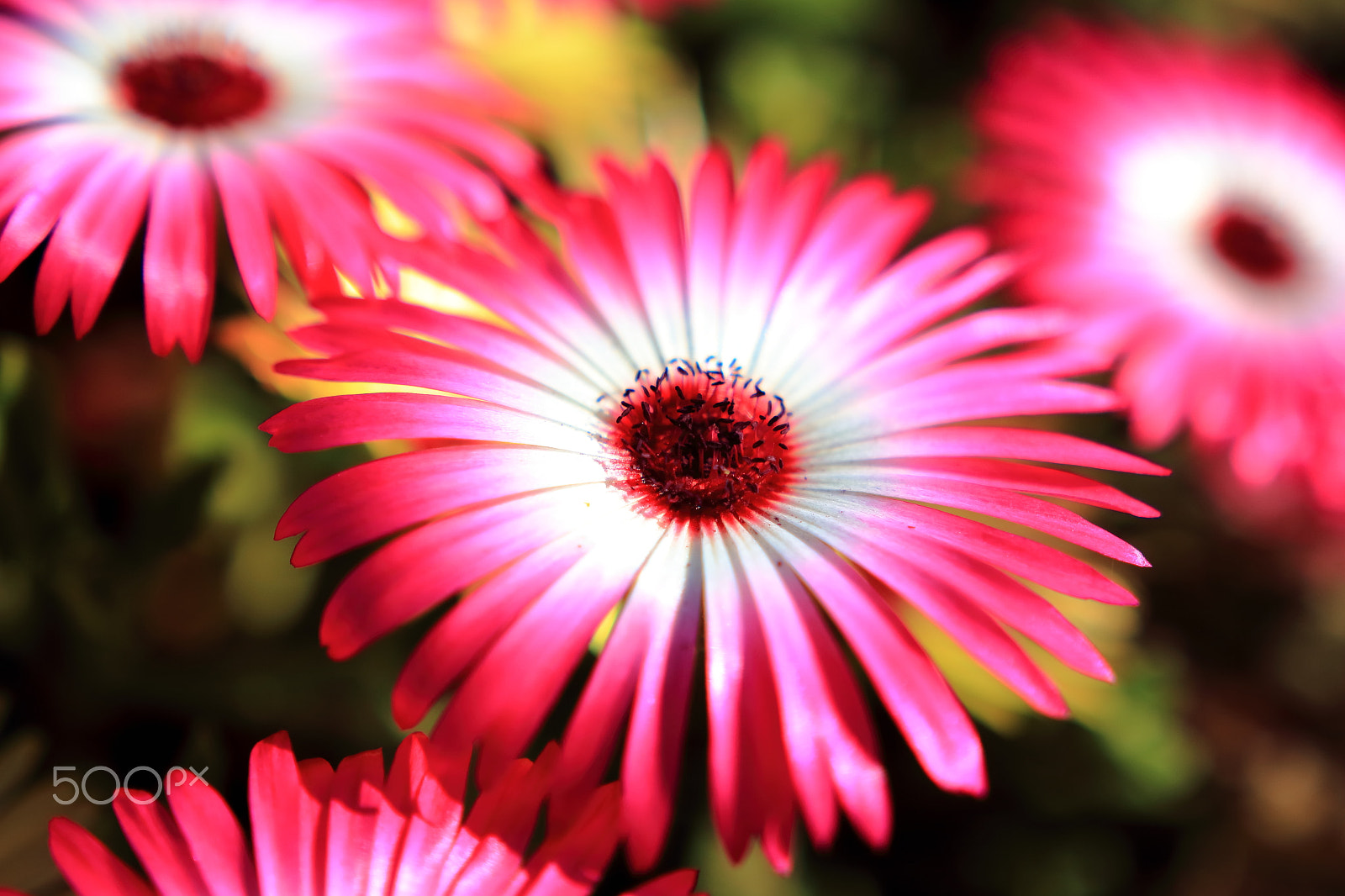 Sigma 18-35mm f/1.8 DC HSM sample photo. Livingstone daisy, pink photography