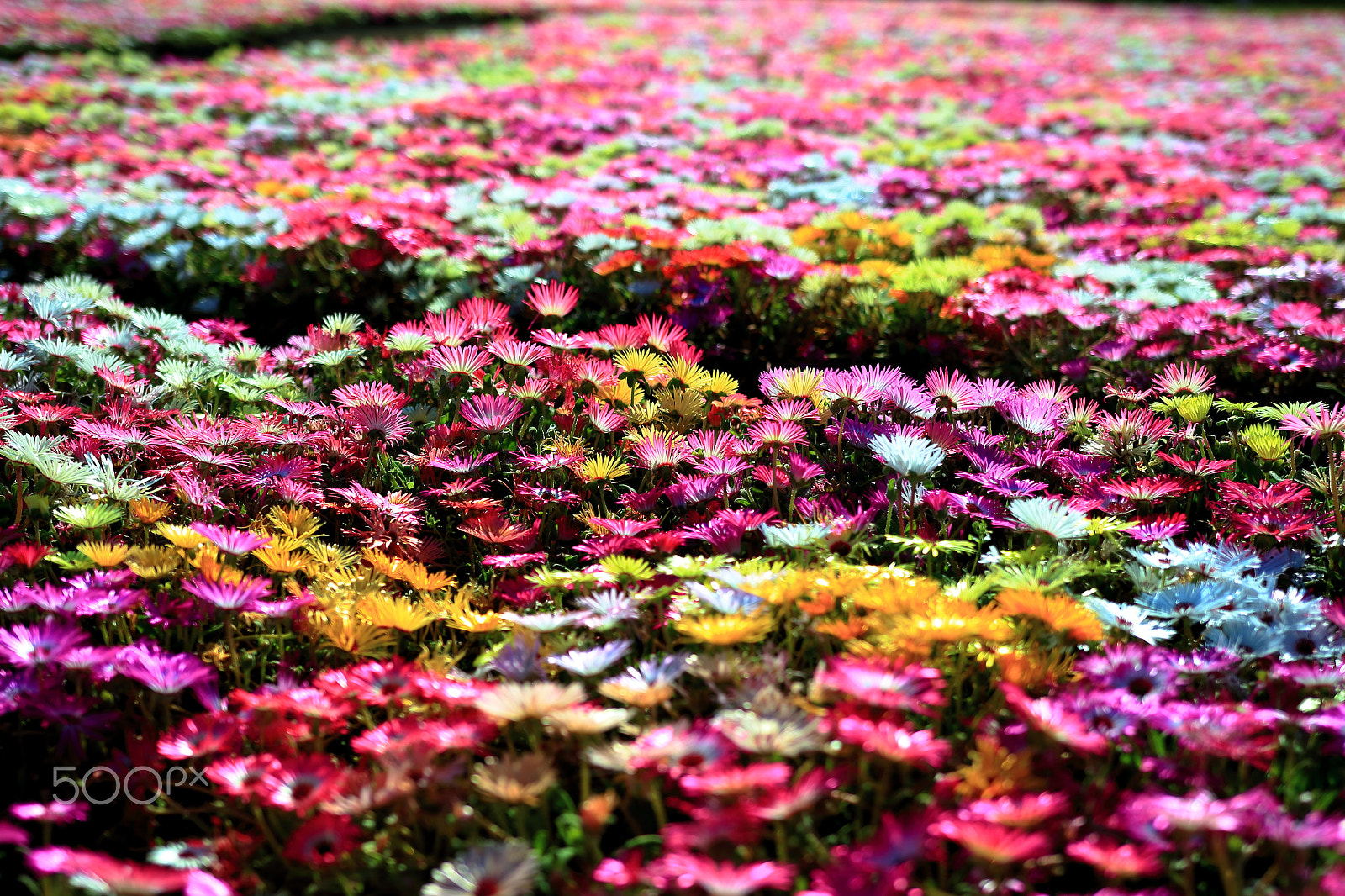 Sigma 18-35mm f/1.8 DC HSM sample photo. Livingstone daisies field photography