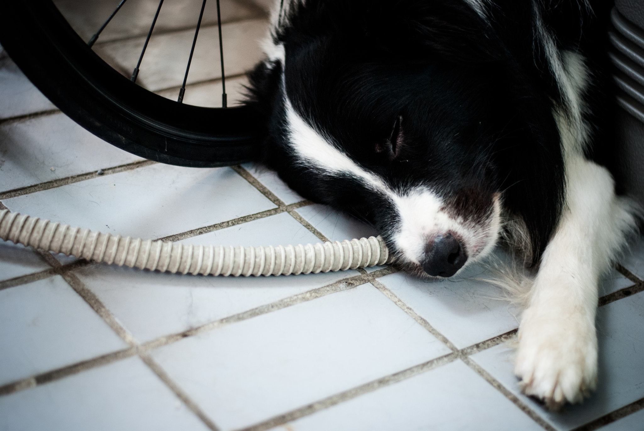 Nikon D200 + Nikon AF-S Nikkor 50mm F1.8G sample photo. My dog collie photography