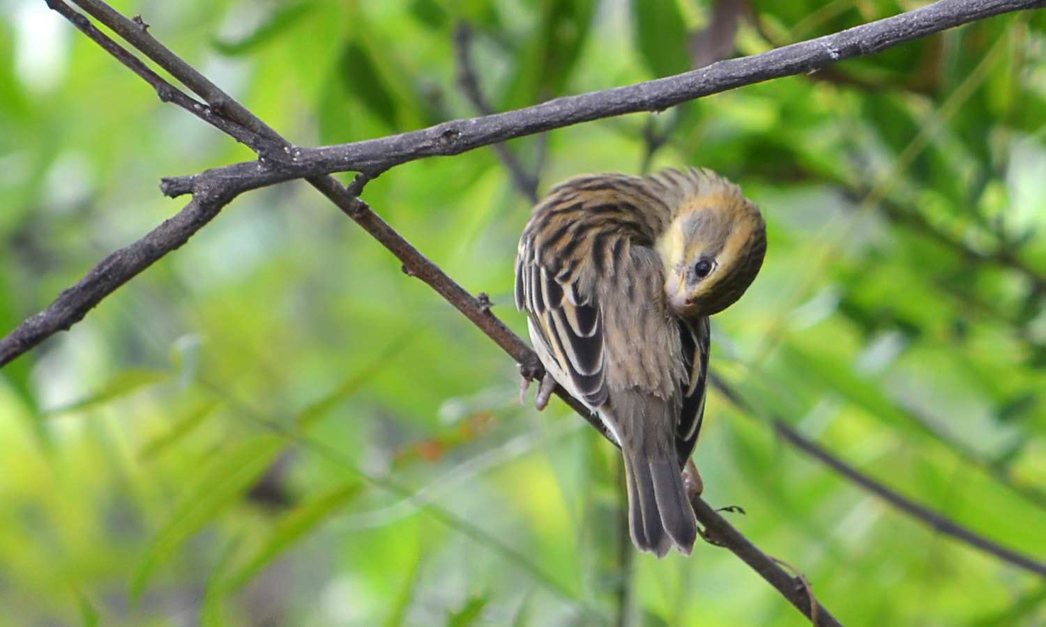 Nikon D5100 + AF Nikkor 85mm f/1.8 sample photo. Weaver bird photography