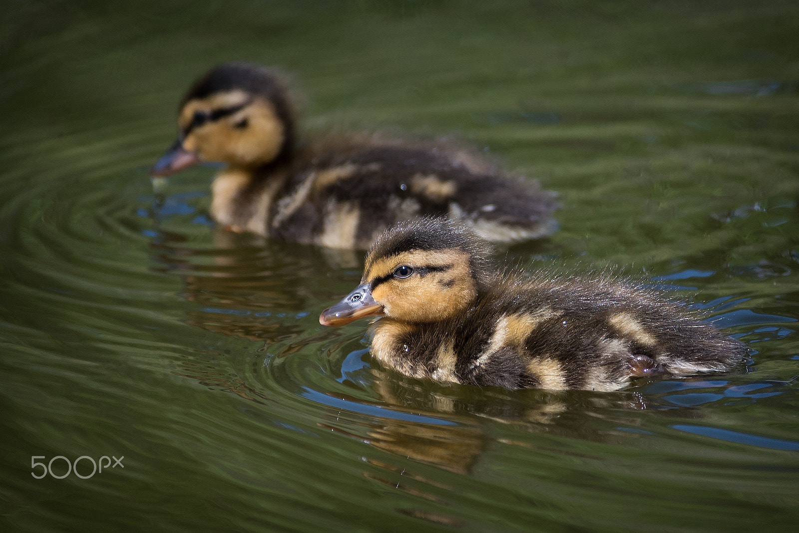 Nikon D750 + Nikon AF Nikkor 80-400mm F4.5-5.6D ED VR sample photo. Ducklings photography