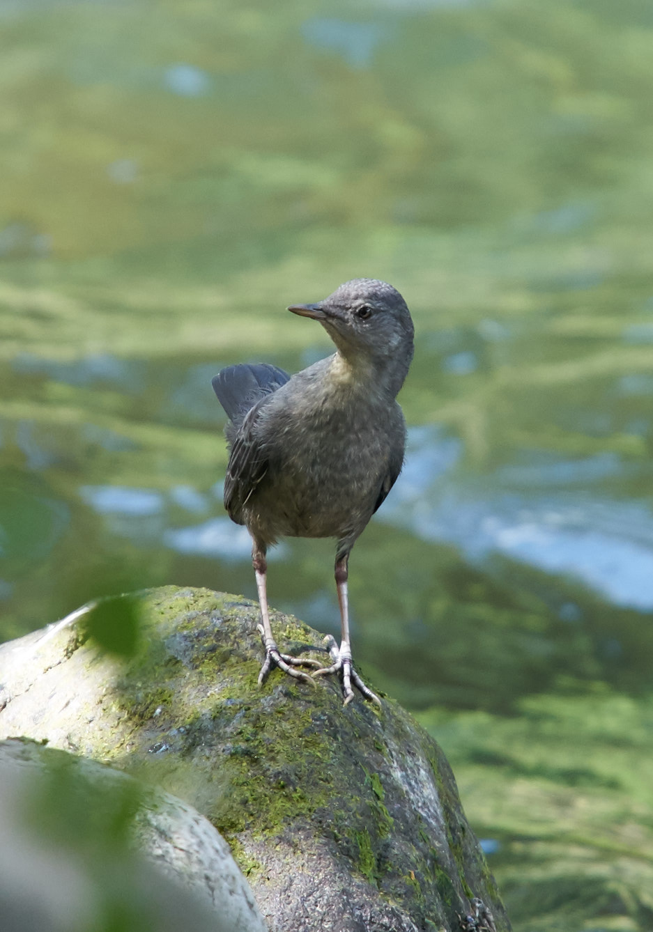 Sony DT 50mm F1.8 SAM sample photo. Birdtuckerpark photography