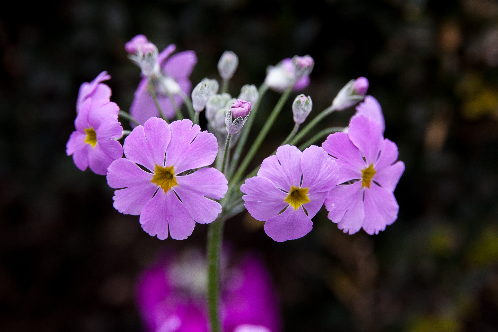 Canon EOS 30D + Sigma 18-50mm f/2.8 Macro sample photo. Magenta photography