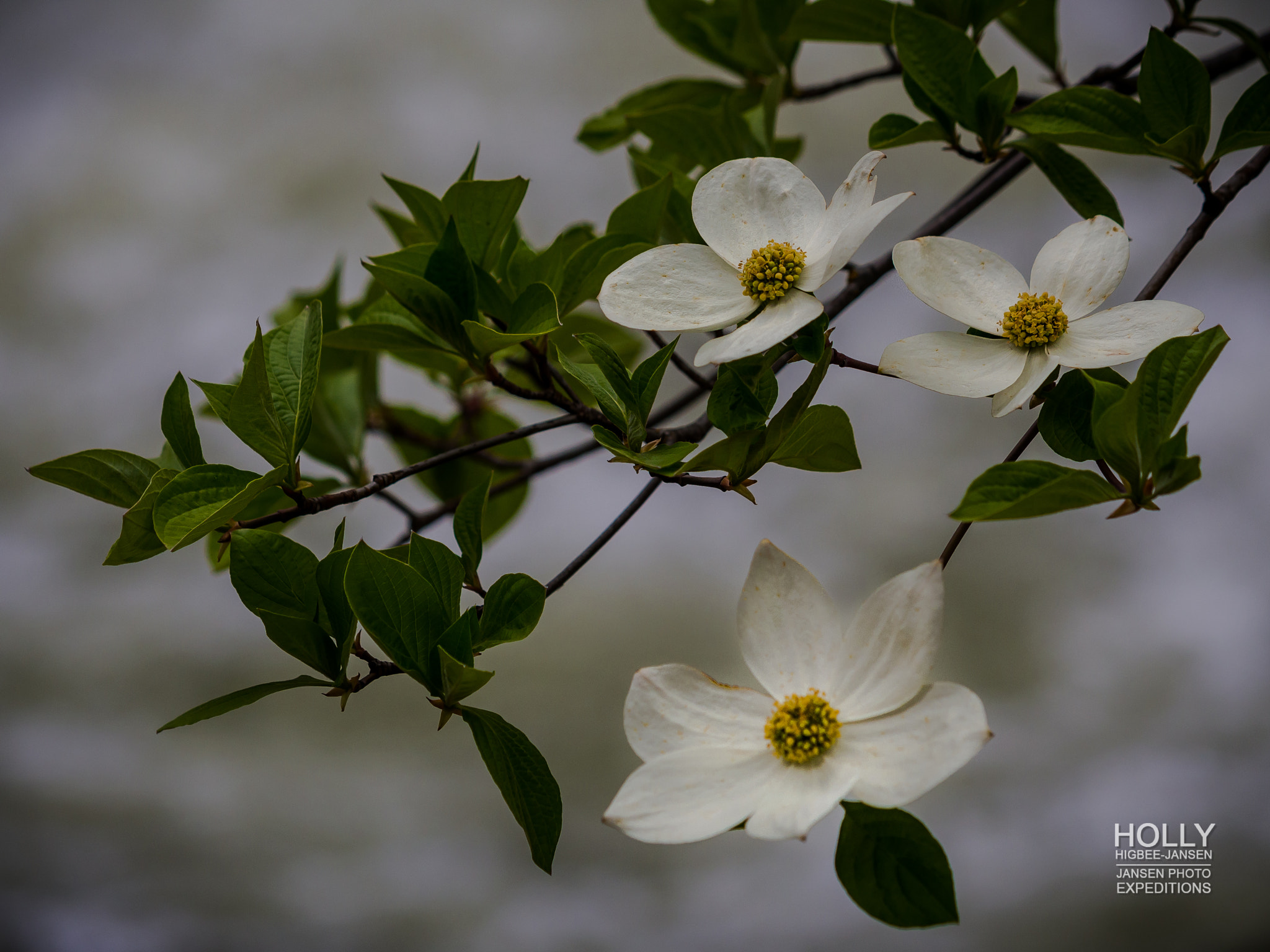 Olympus OM-D E-M5 sample photo. Yosemite dogwoods and the merced photography