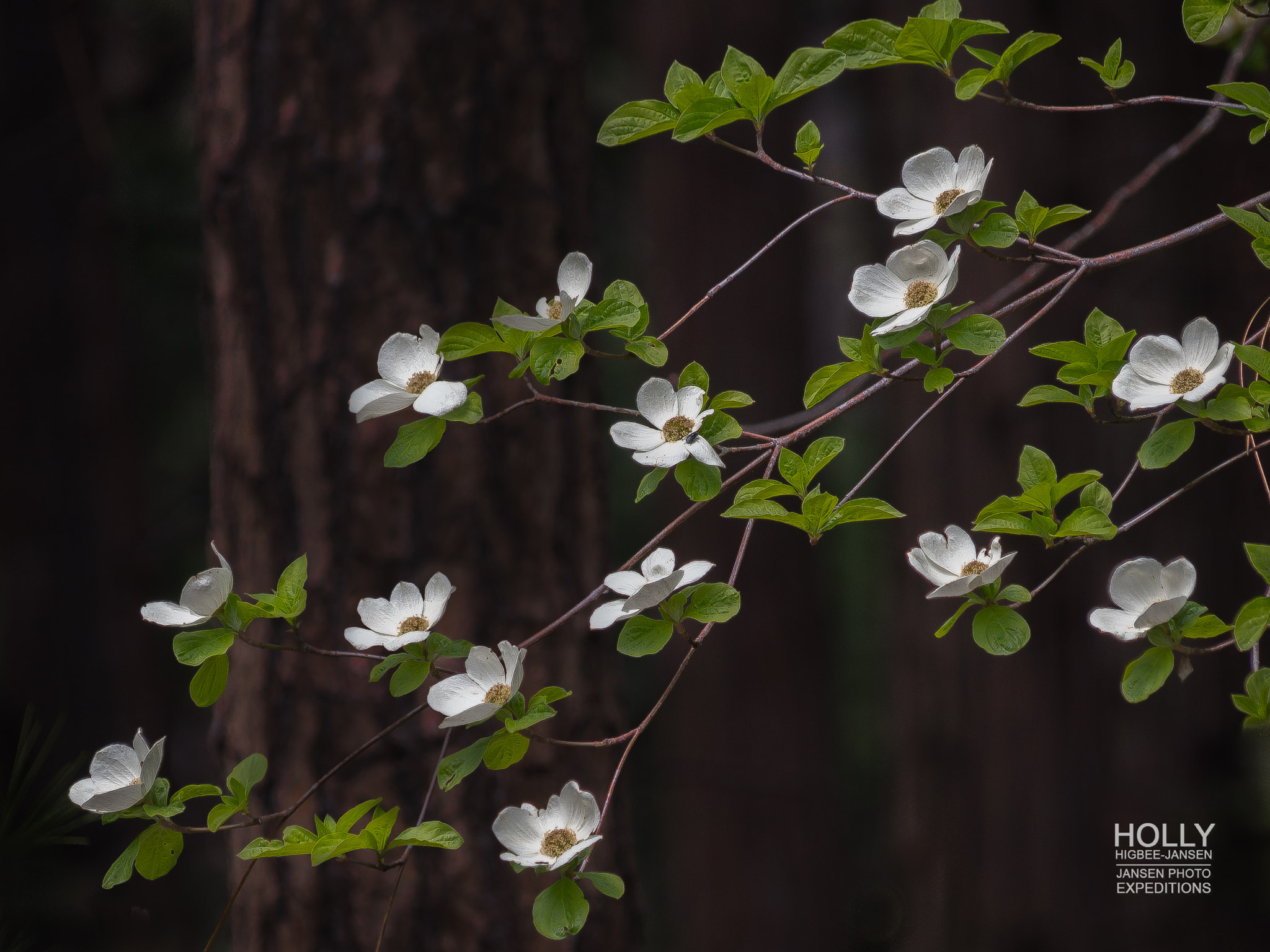 Olympus OM-D E-M5 sample photo. Yosemite dogwoods and redwoods photography