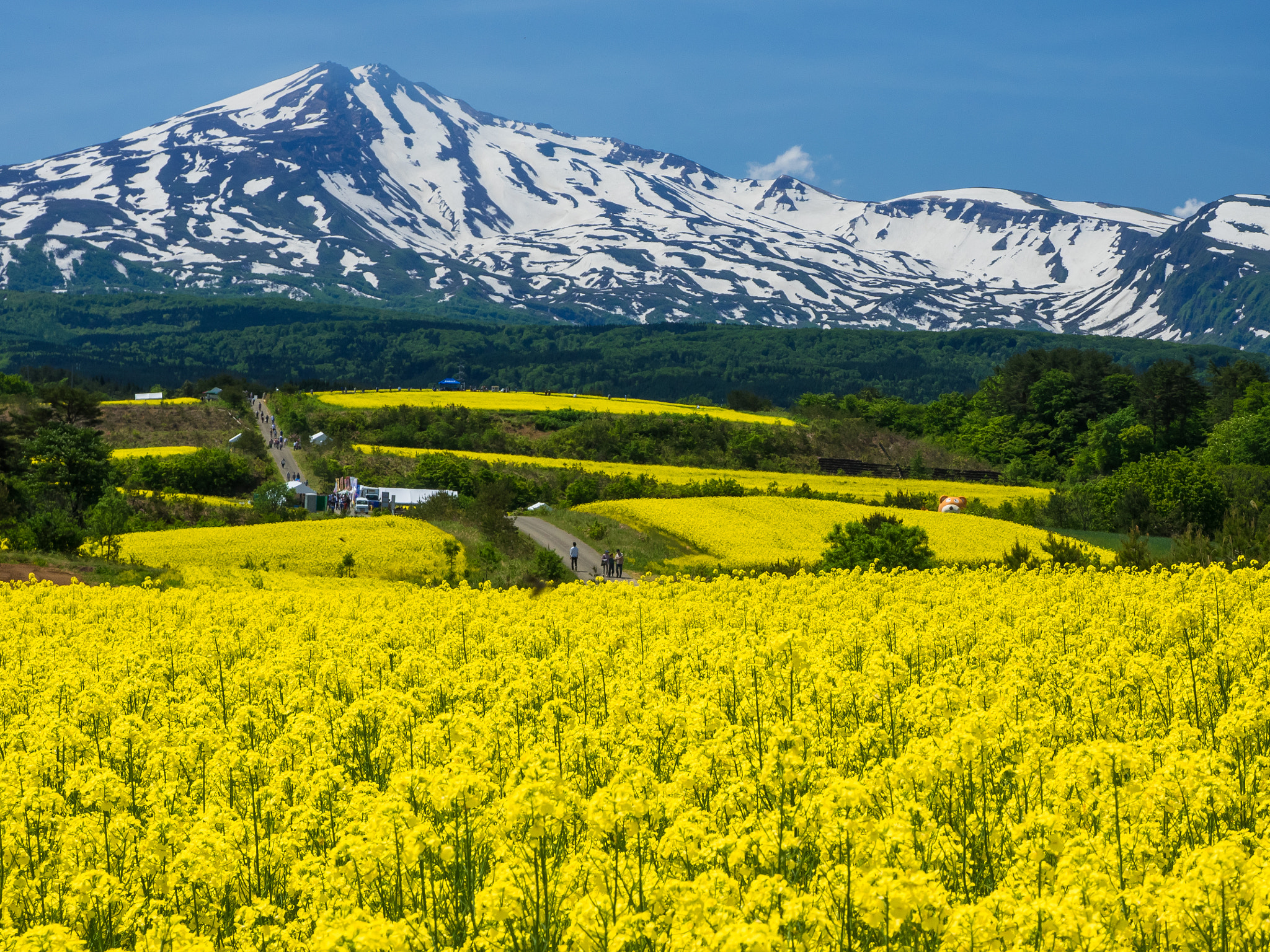 Olympus OM-D E-M1 + OLYMPUS M.12-50mm F3.5-6.3 sample photo. Yellow field photography