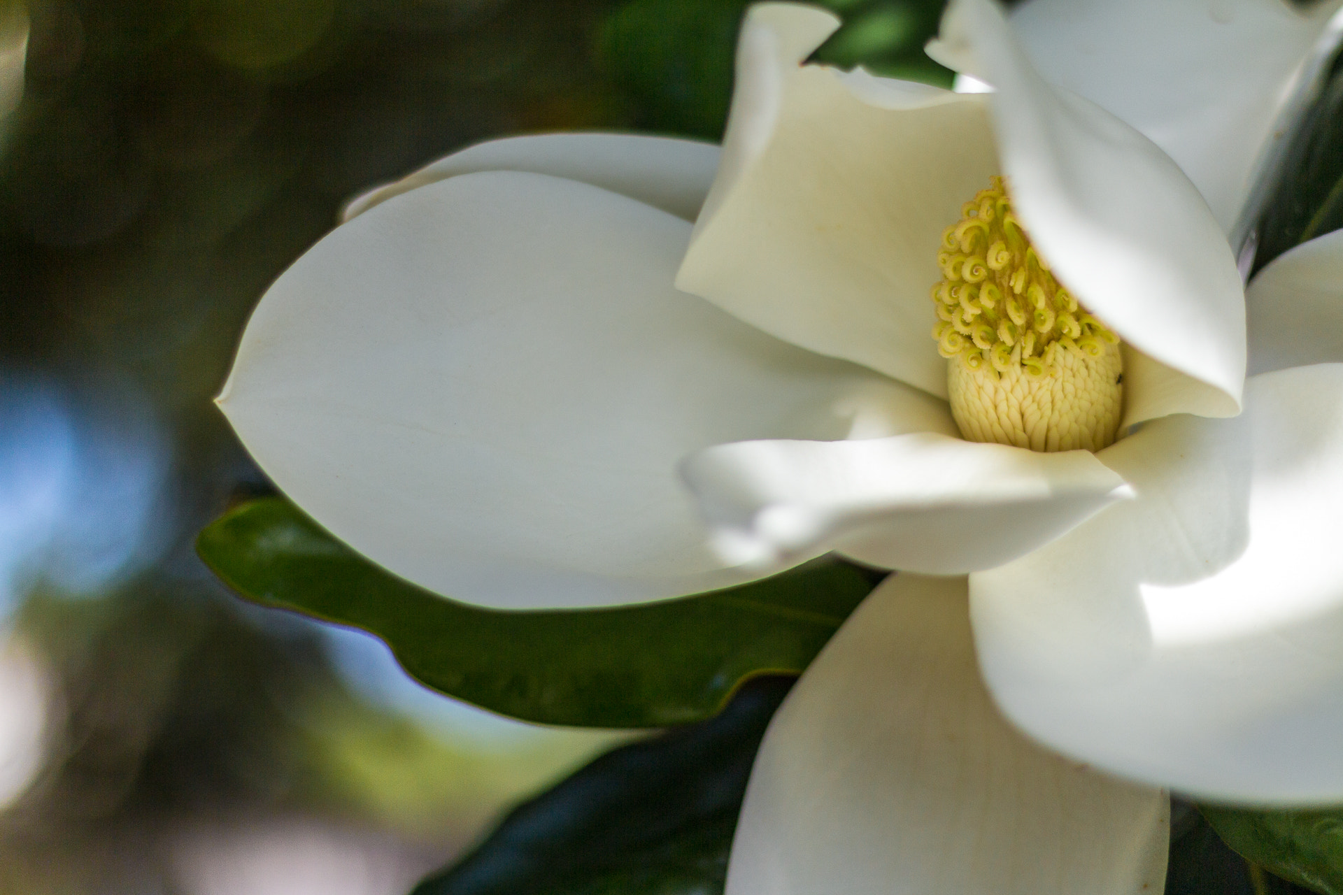 Canon EOS M + Canon EF 50mm F1.8 STM sample photo. Spring flowers iii photography