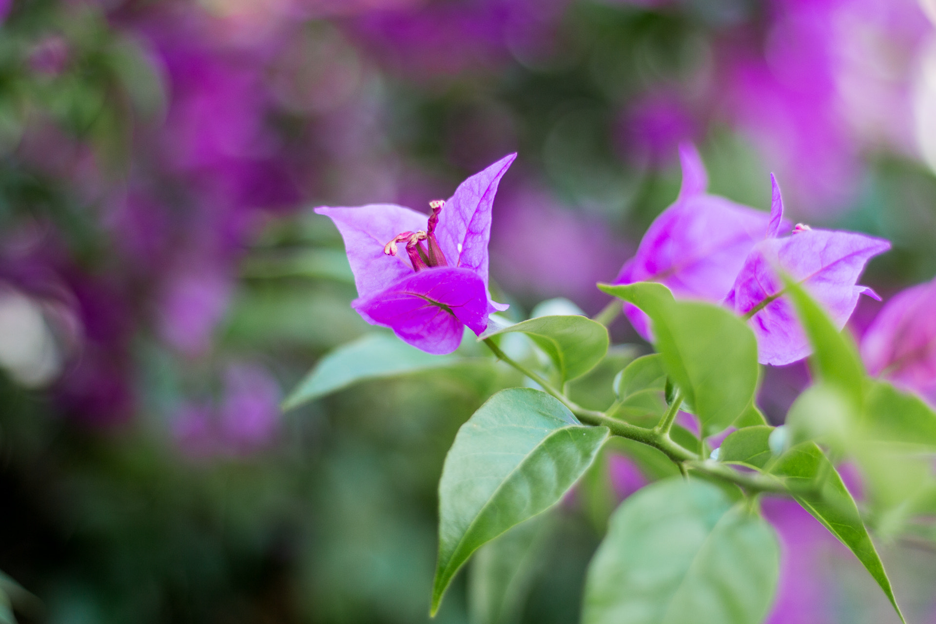 Canon EOS M + Canon EF 50mm F1.8 STM sample photo. Spring flowers ii photography