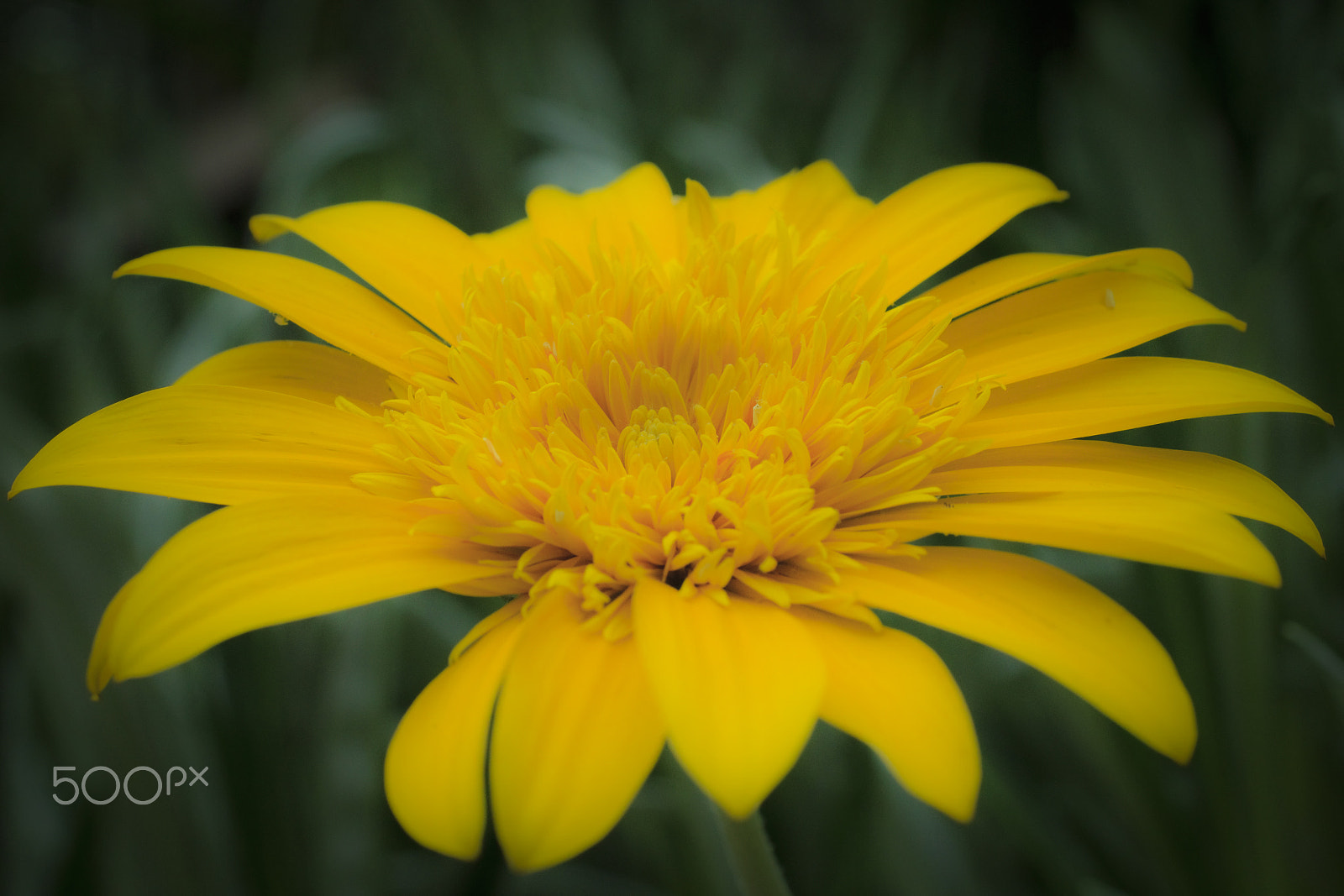 Canon EOS-1D Mark IV sample photo. Untittled photography