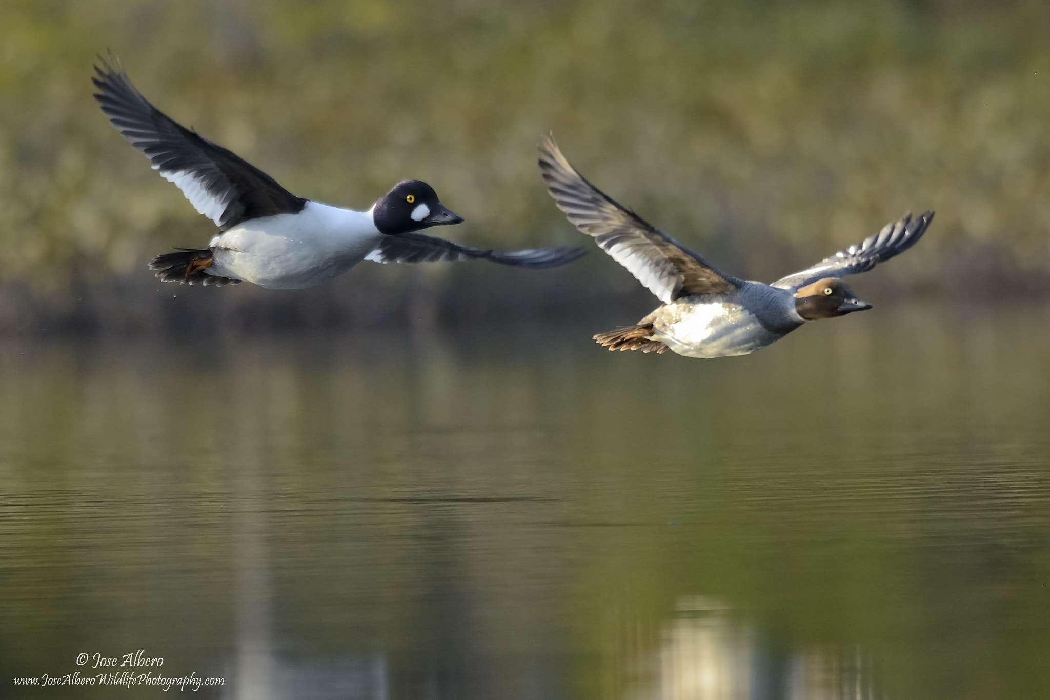 Nikon AF-S Nikkor 500mm F4D ED-IF II sample photo. Common goldeneye flyby photography
