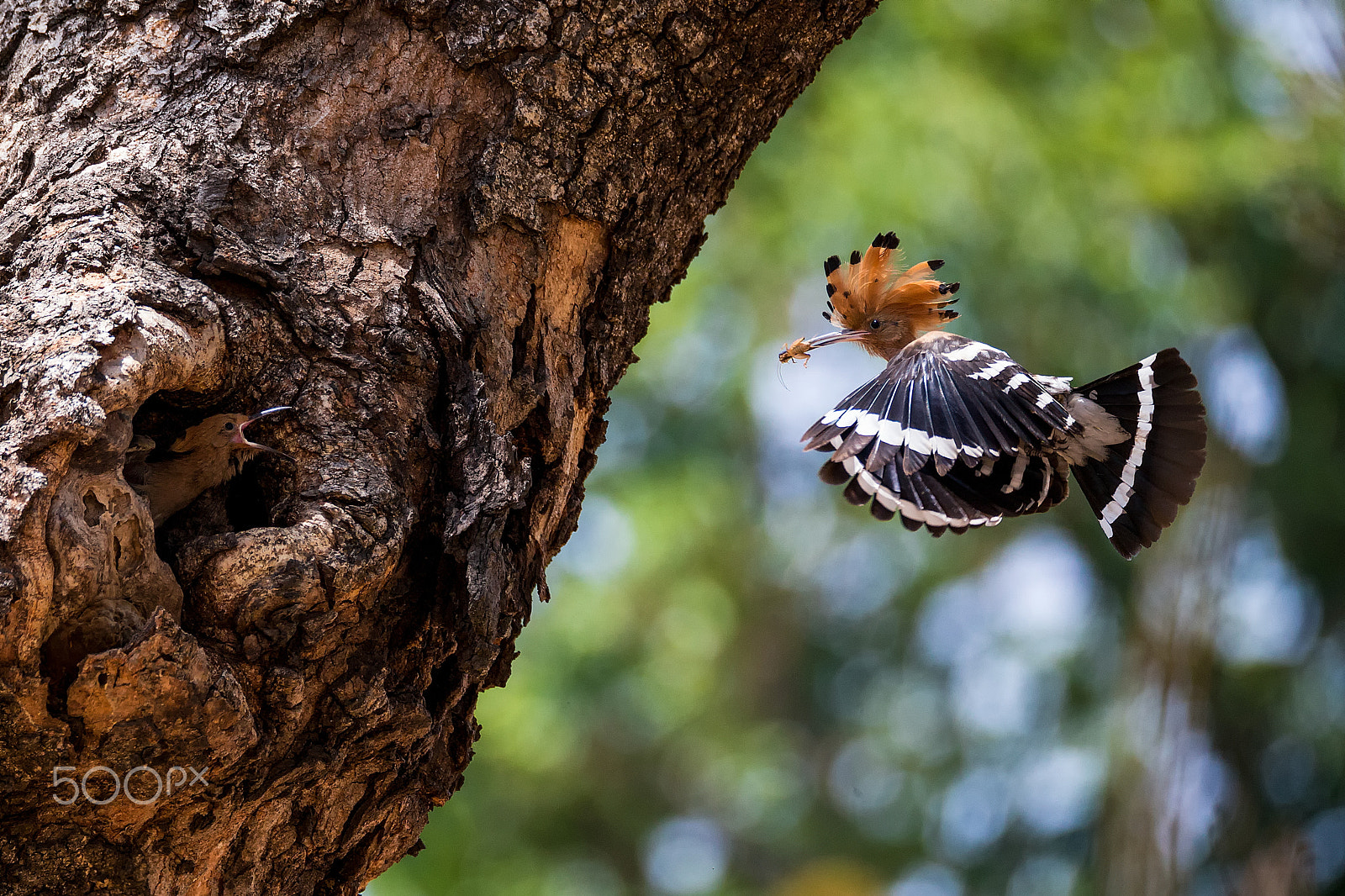 Canon EOS-1D X + Sigma 150-600mm F5-6.3 DG OS HSM | C sample photo. Common hoopoe photography