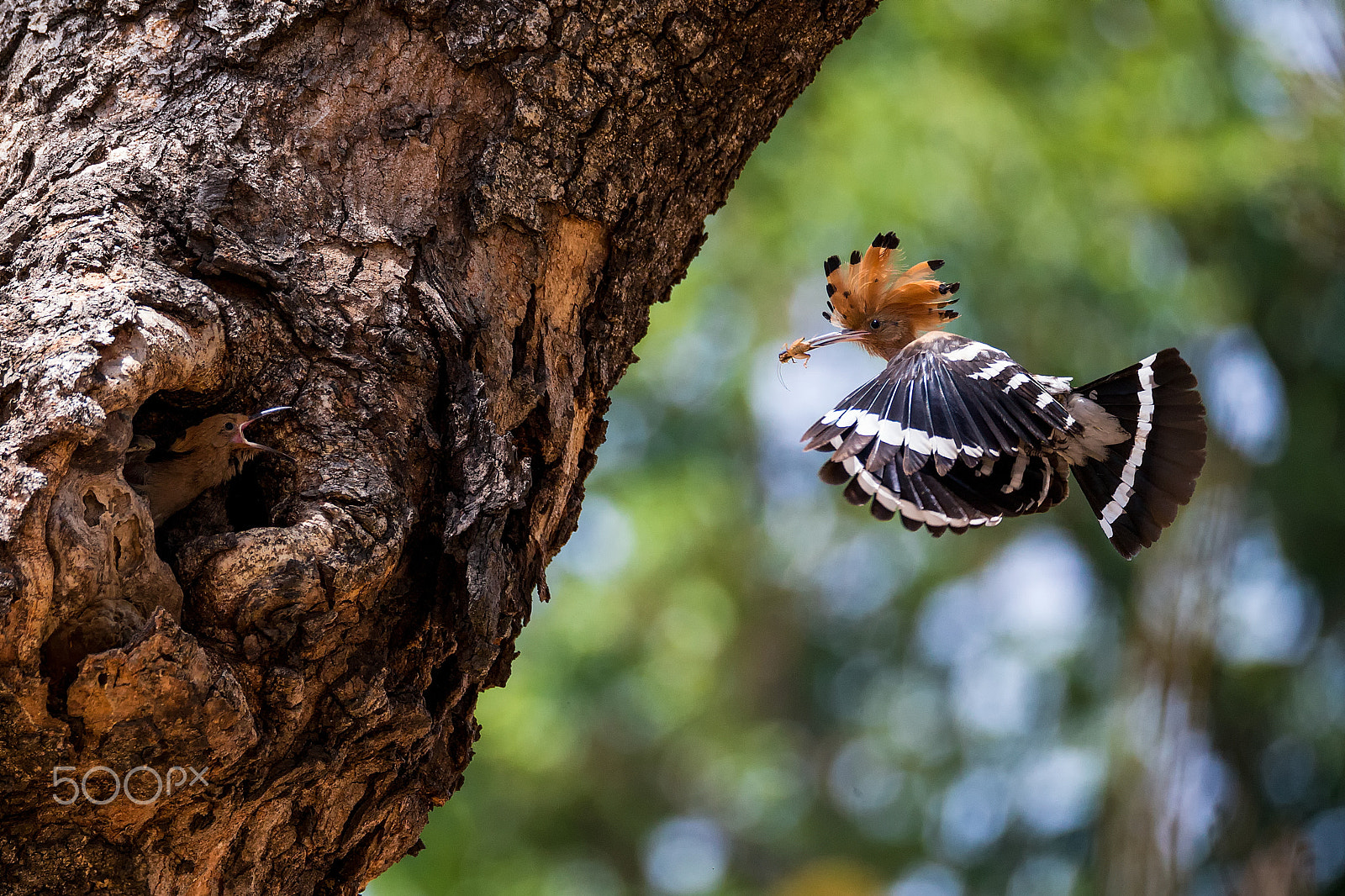 Canon EOS-1D X sample photo. Common hoopoe photography