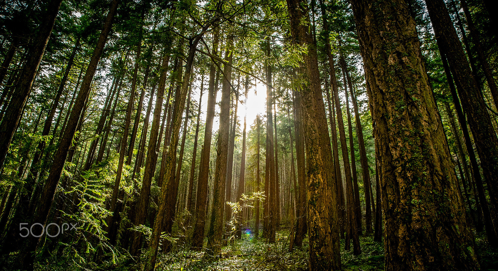 24-105mm F4 G SSM OSS sample photo. Forest of dreams photography