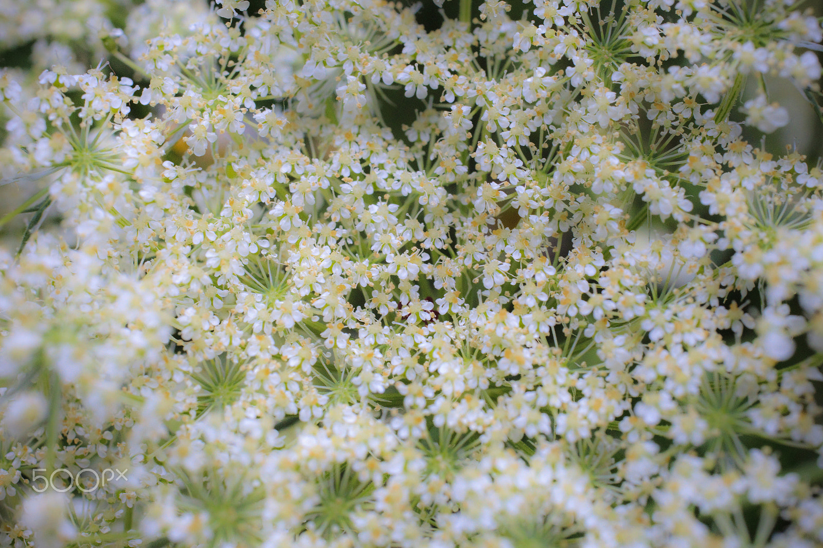 Canon EOS-1D Mark IV sample photo. Flower field photography