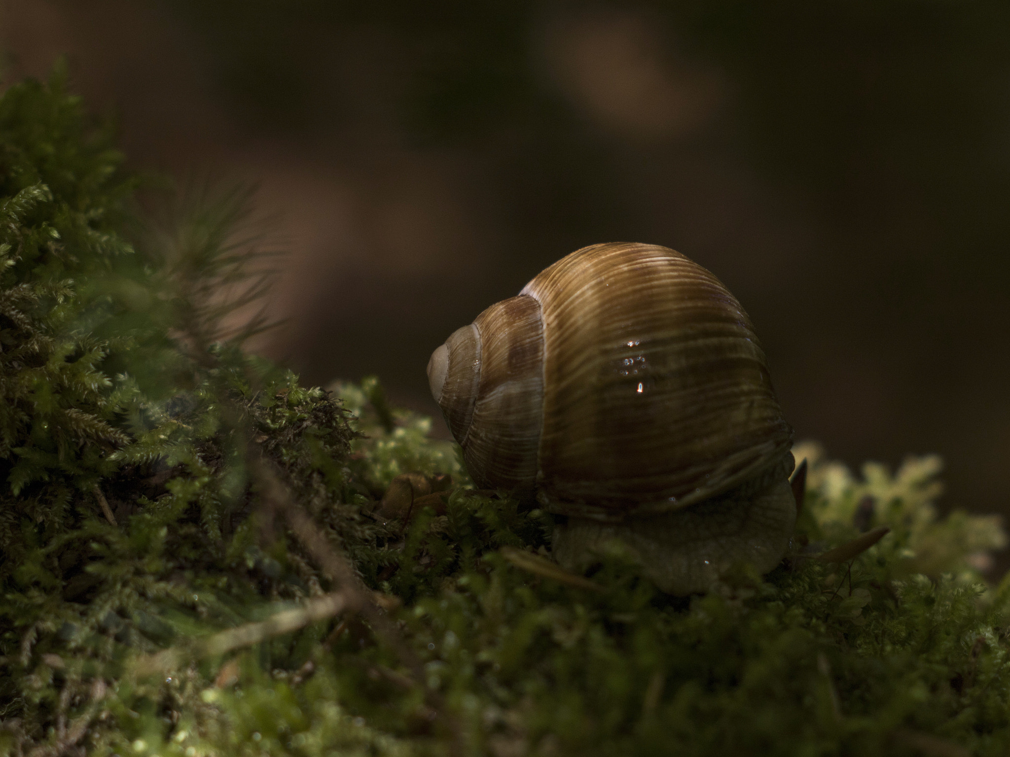 Canon EF 35-80mm f/4-5.6 sample photo. Sleeping snail photography