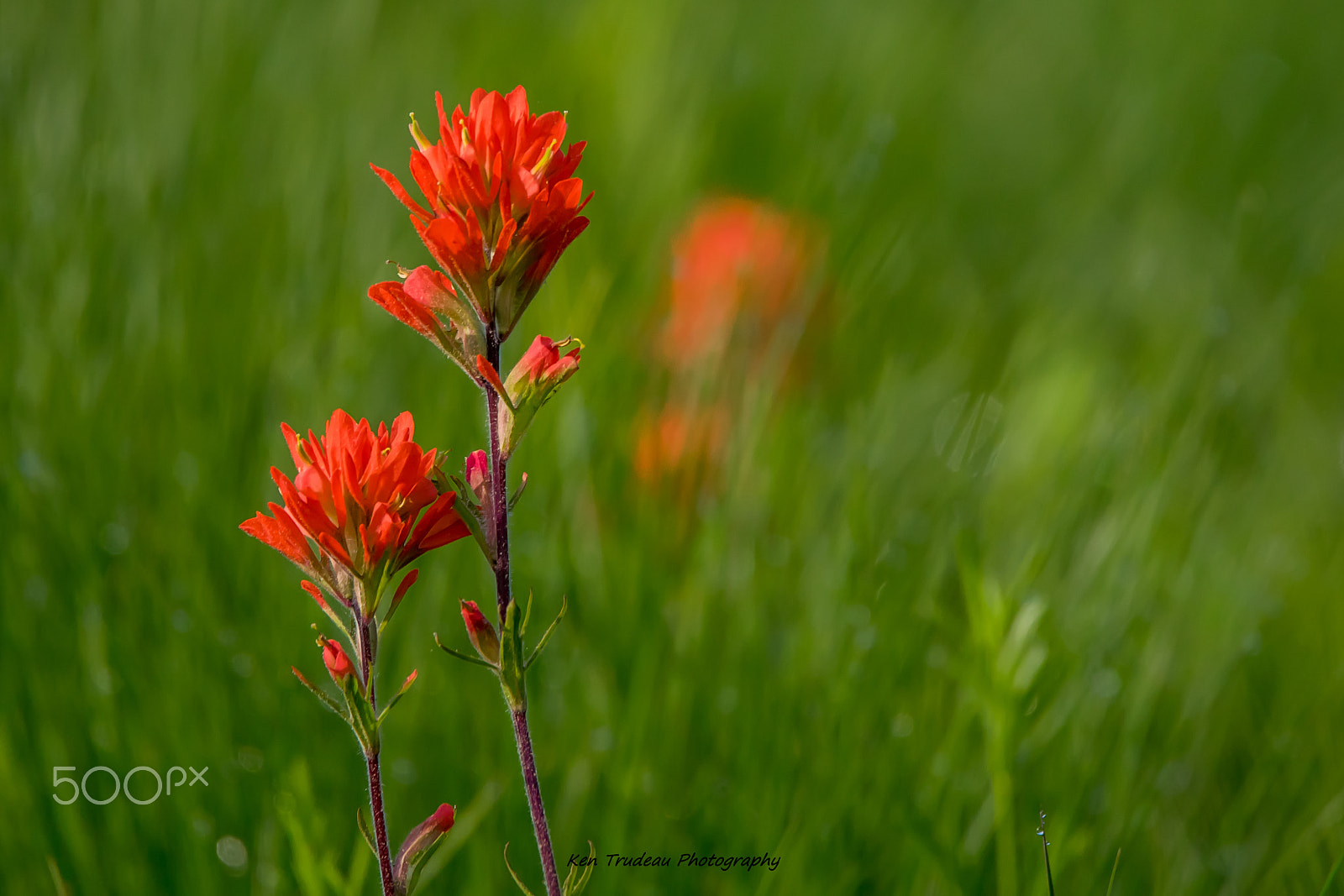 Sony a7R + Tamron SP 150-600mm F5-6.3 Di VC USD sample photo. Wildflower indian paint brush photography