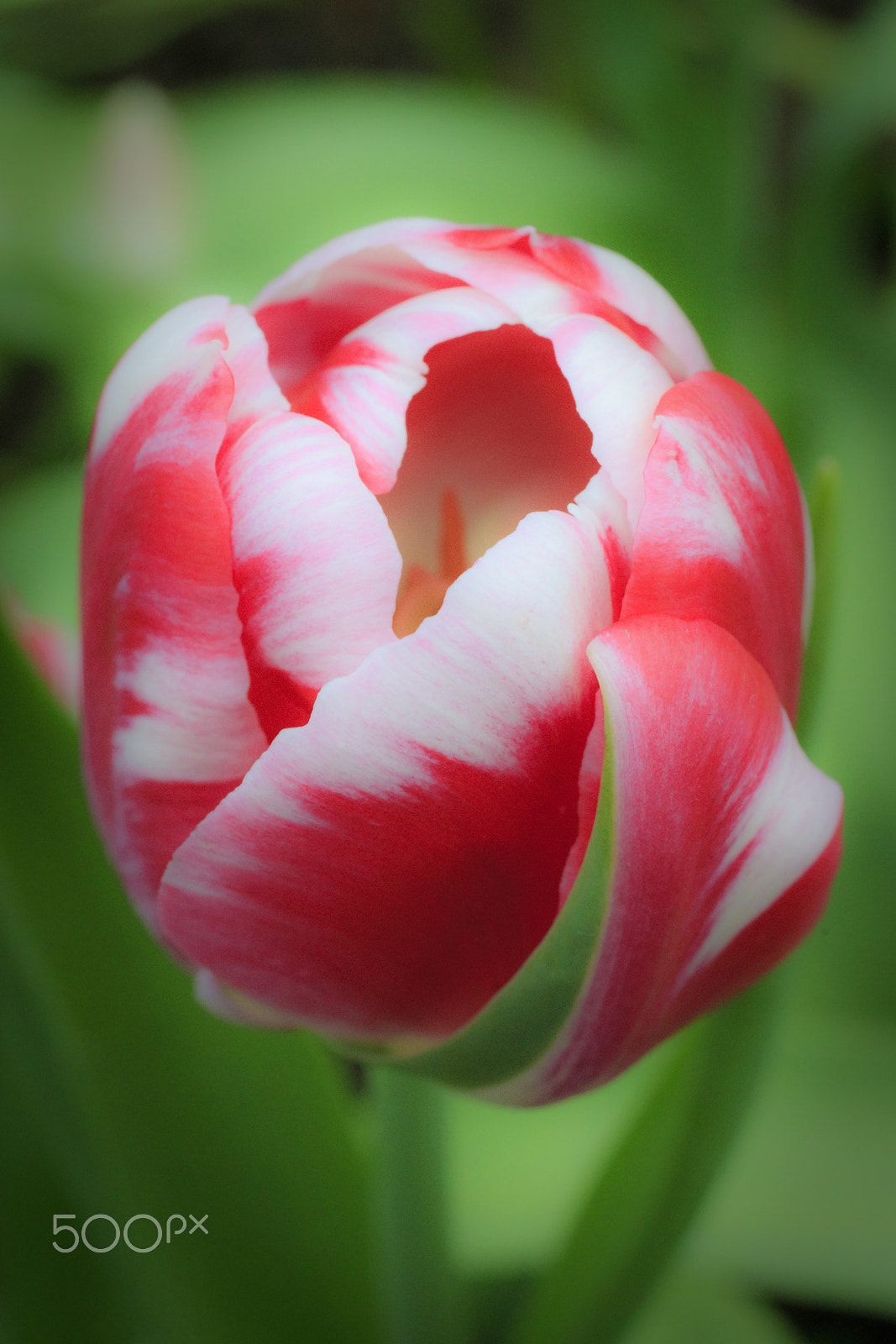 Canon EOS-1D Mark IV sample photo. Lollipop, tulip flavour photography