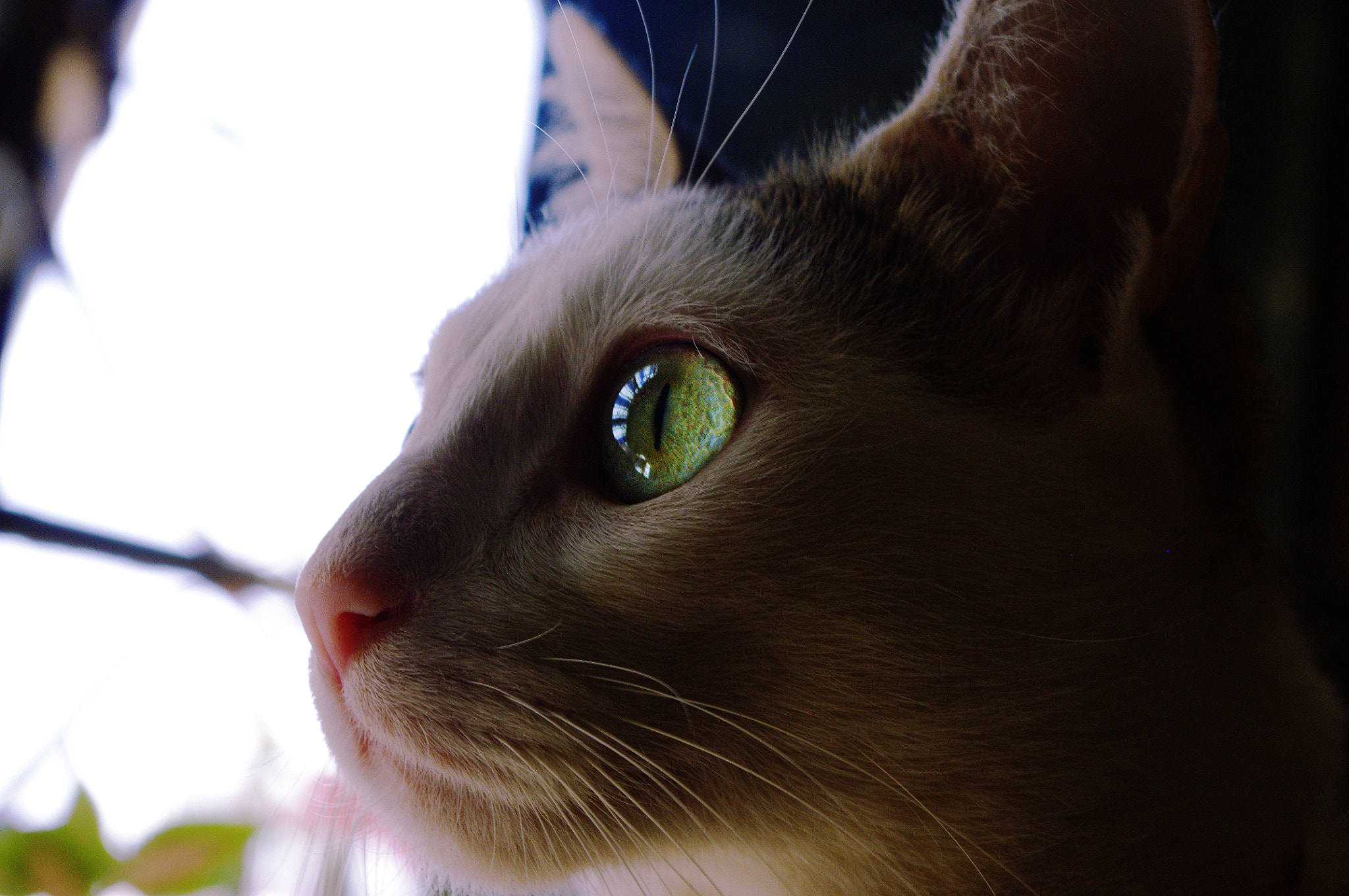 Pentax smc DA 18-55mm F3.5-5.6 ED AL II (IF) sample photo. Sookie photography