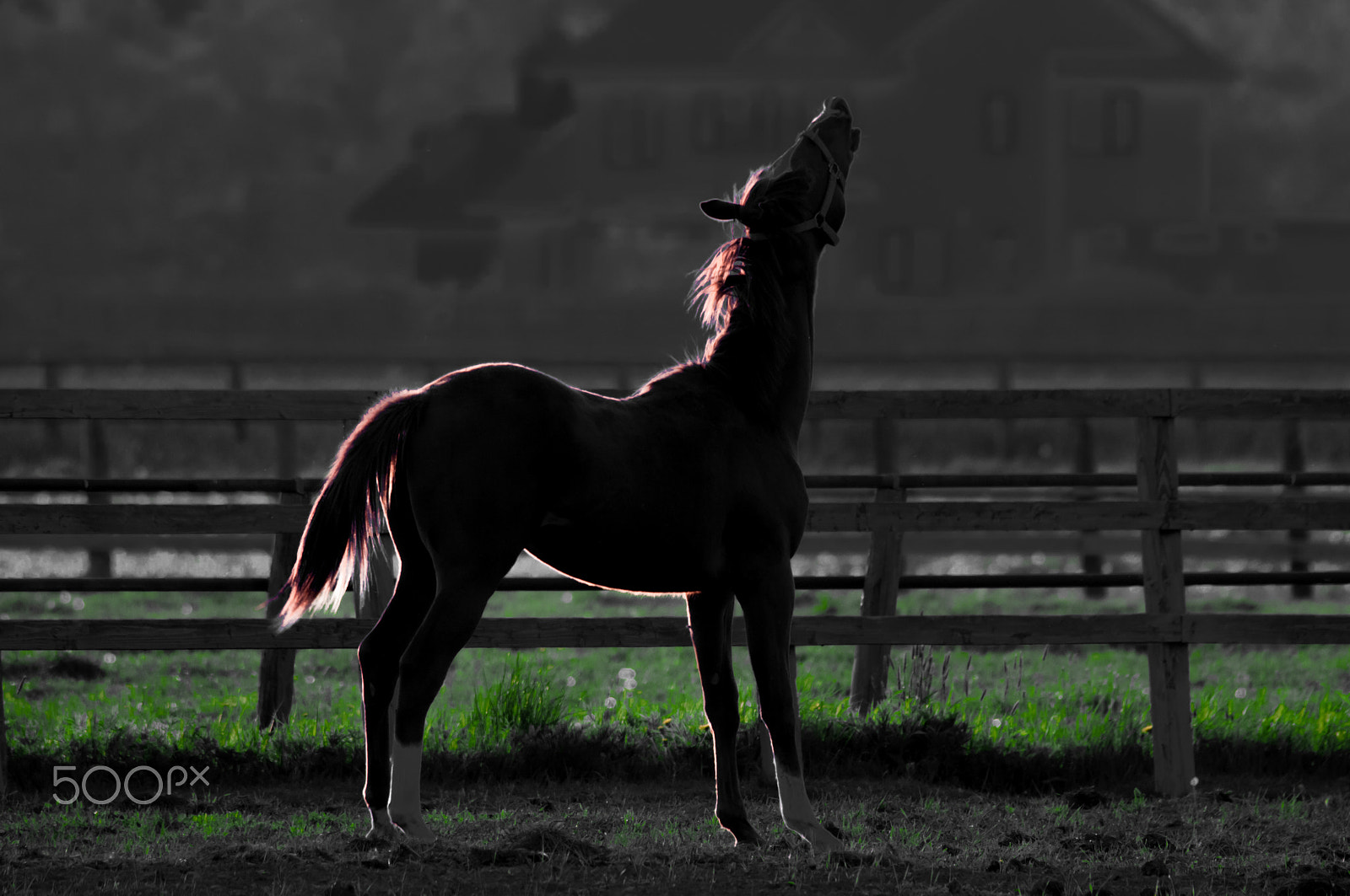 Sigma 150-600mm F5-6.3 DG OS HSM | S sample photo. Silhouette photography