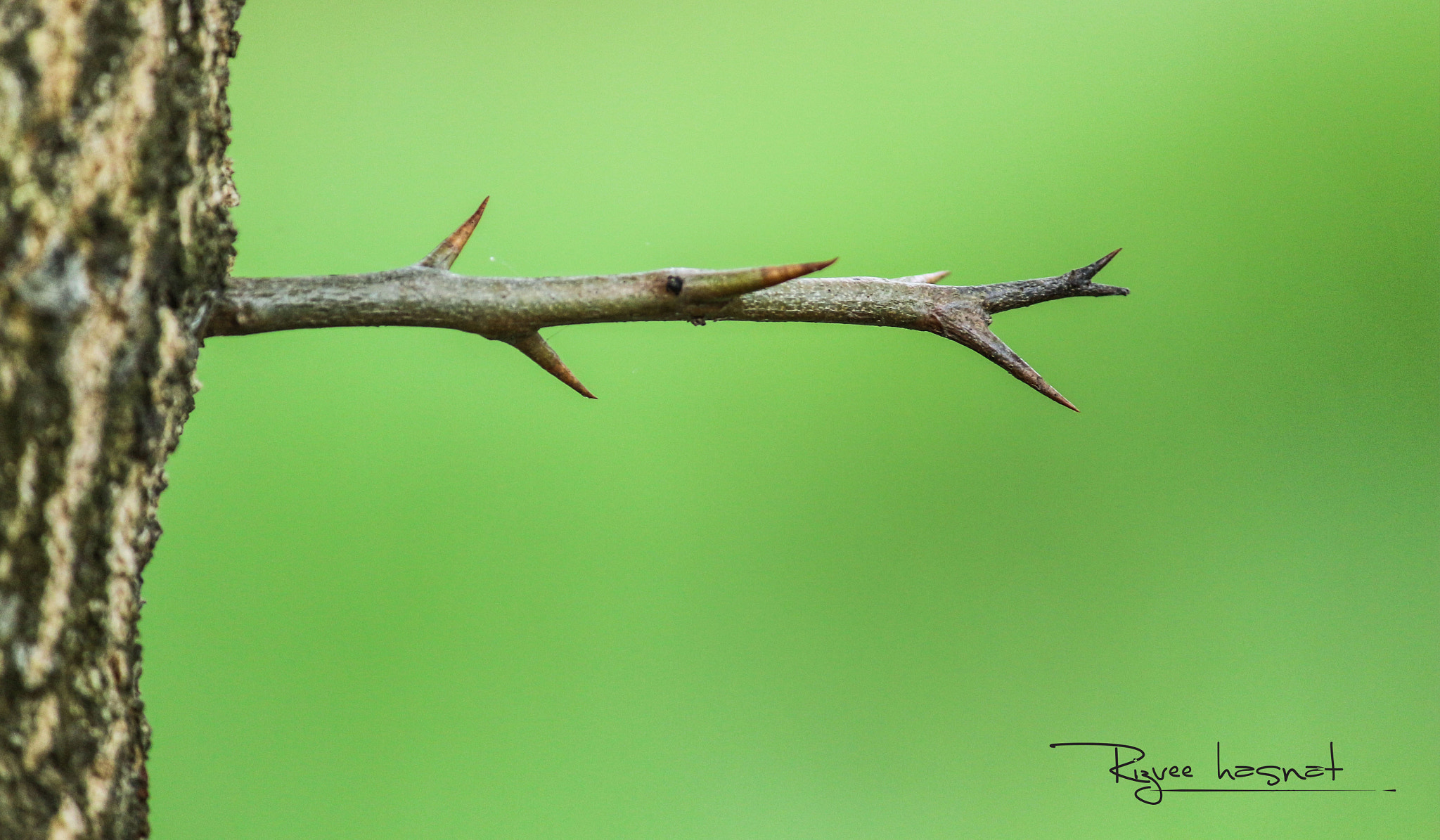 Canon EOS 700D (EOS Rebel T5i / EOS Kiss X7i) sample photo. বেল গাছের কাটা  photography