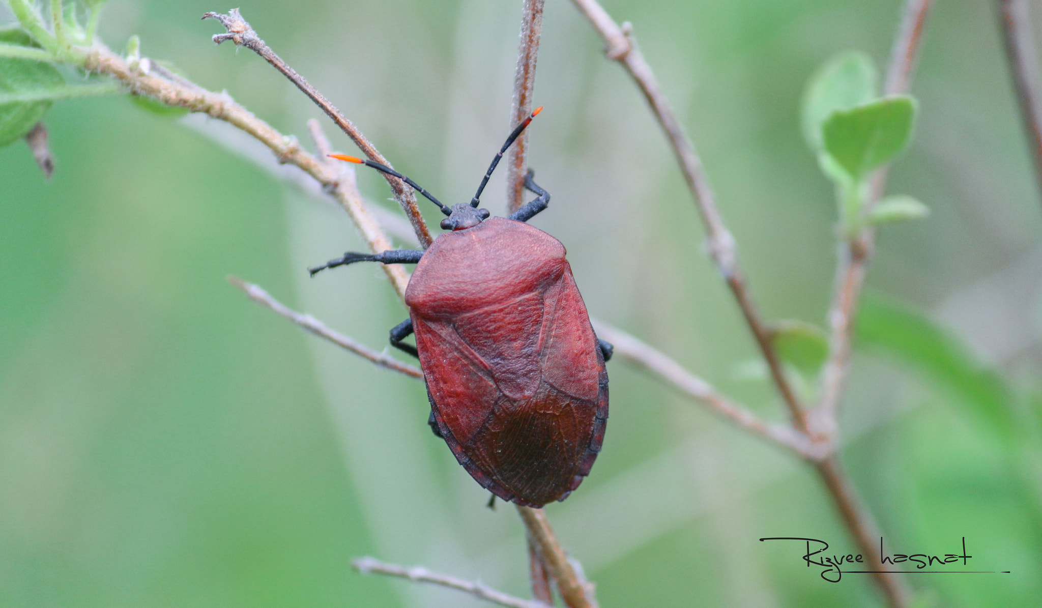 Canon EOS 700D (EOS Rebel T5i / EOS Kiss X7i) sample photo. গন্ধ পোকা  photography