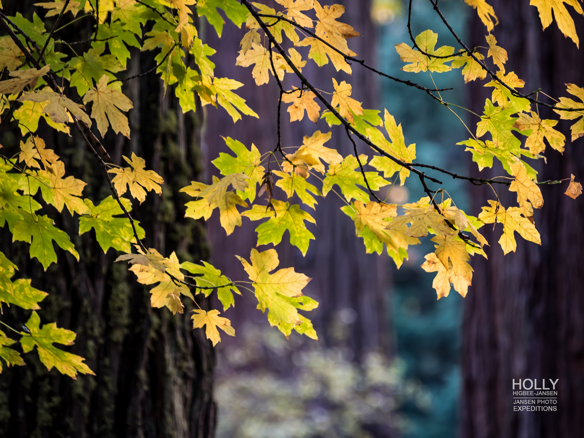 Olympus OM-D E-M5 sample photo. Yosemite redwoods and oaks photography