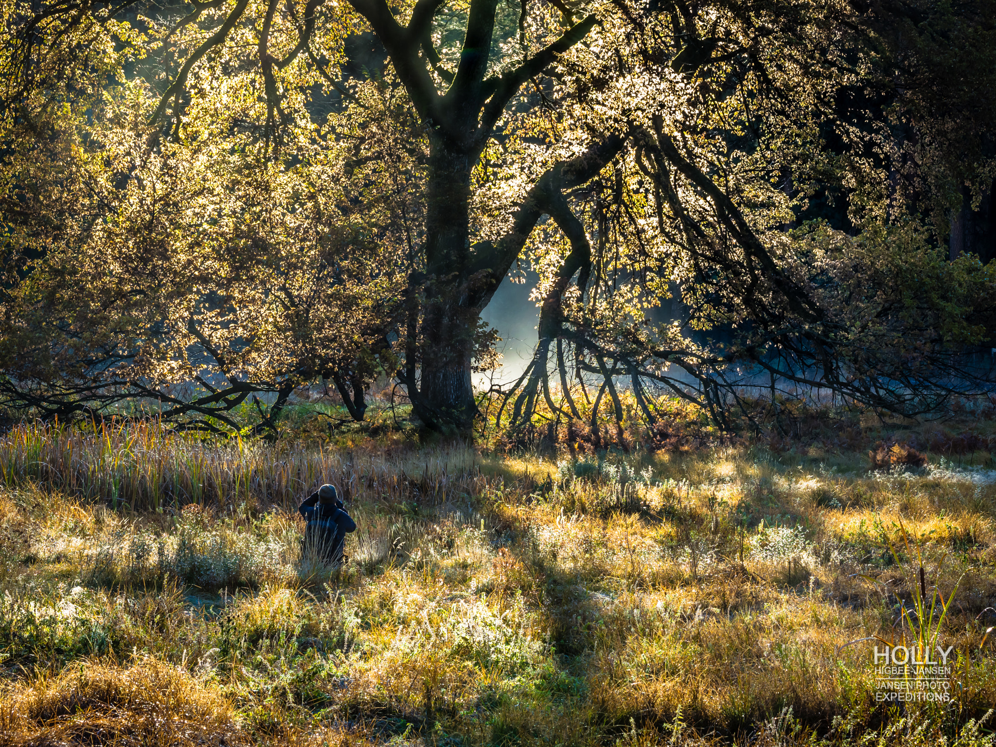 Olympus OM-D E-M5 sample photo. Cooks meadow tree photography