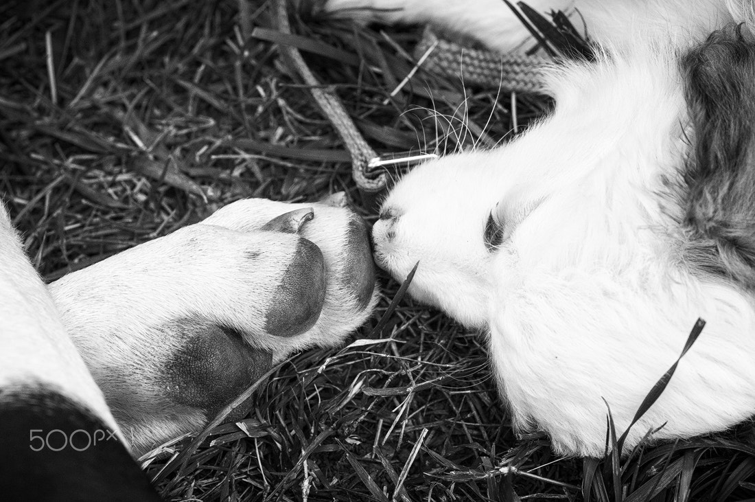 Sony Alpha NEX-5T + MACRO 50mm F2.8 sample photo. Mambo and kahleesi photography