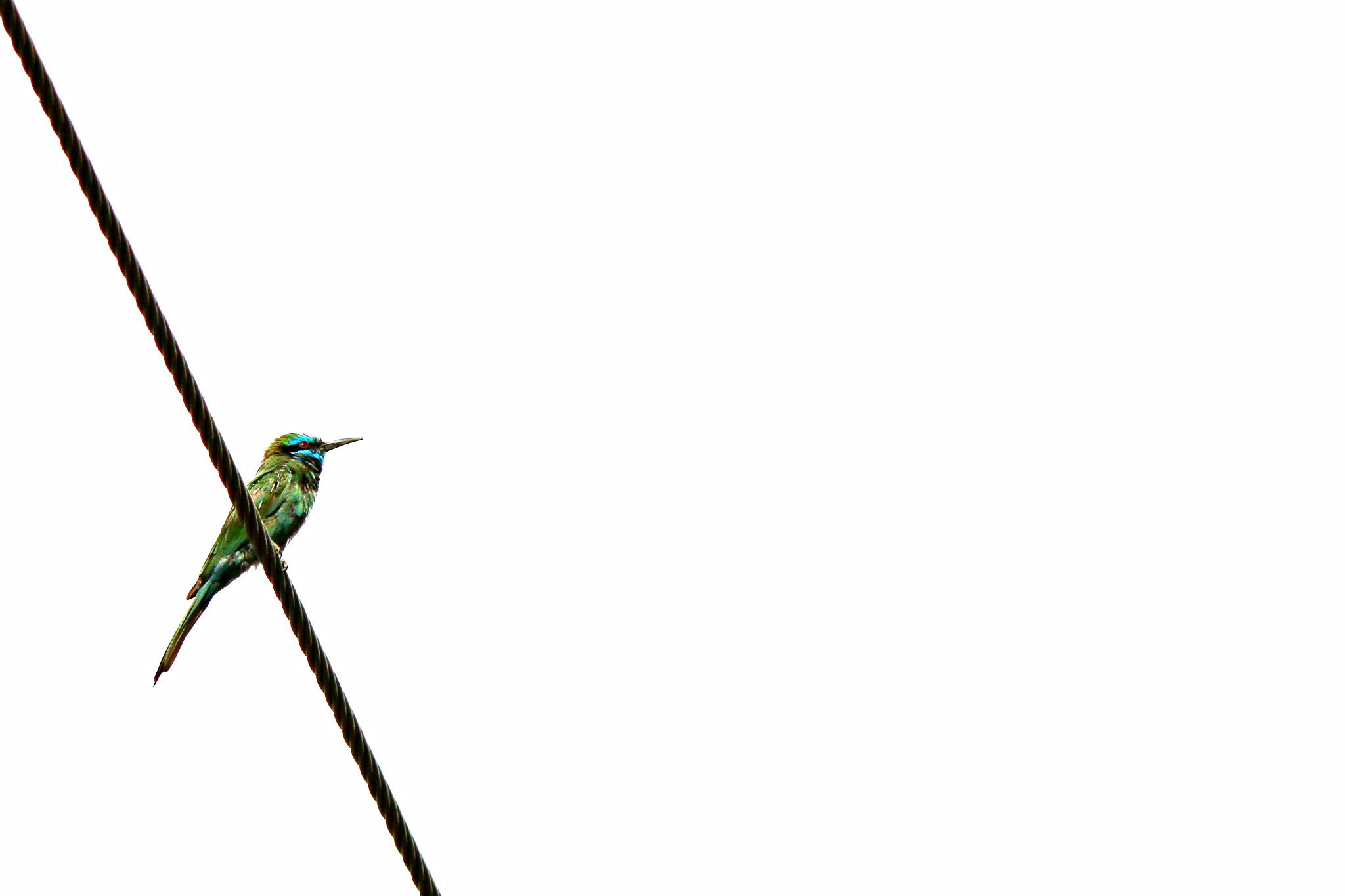 Canon EF-S 55-250mm F4-5.6 IS II sample photo. Beeeater photography