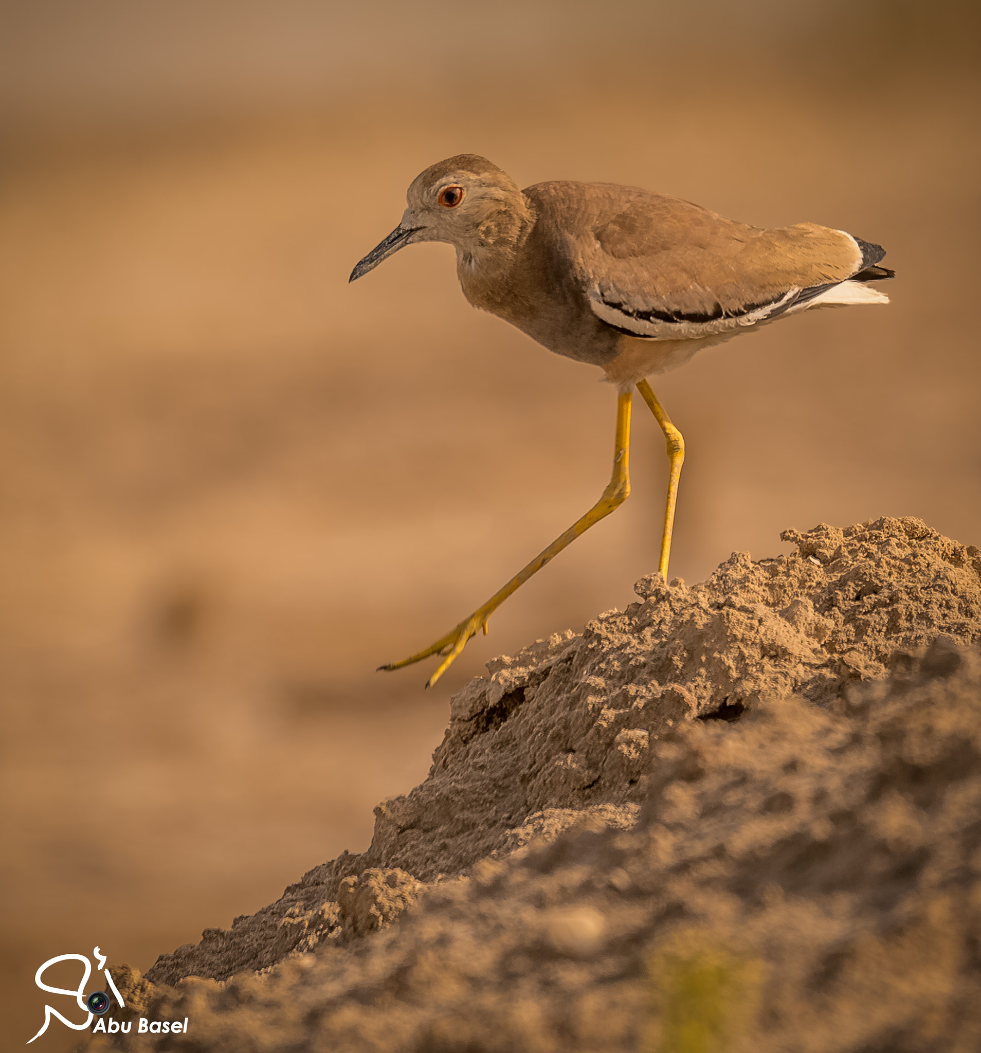 Sigma 150-600mm F5-6.3 DG OS HSM | S sample photo