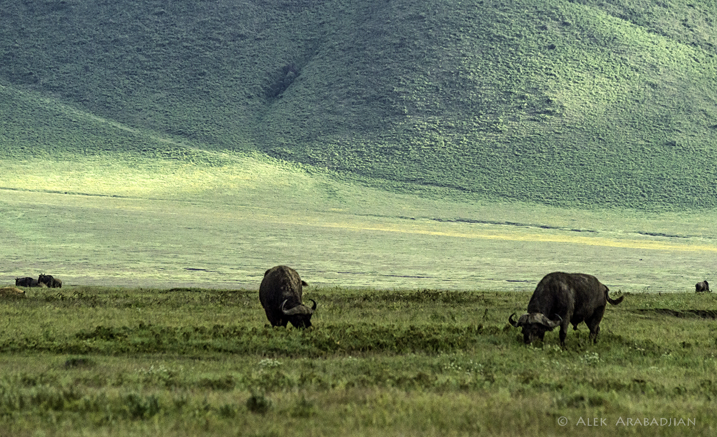Nikon D4S sample photo. Free in the crater photography