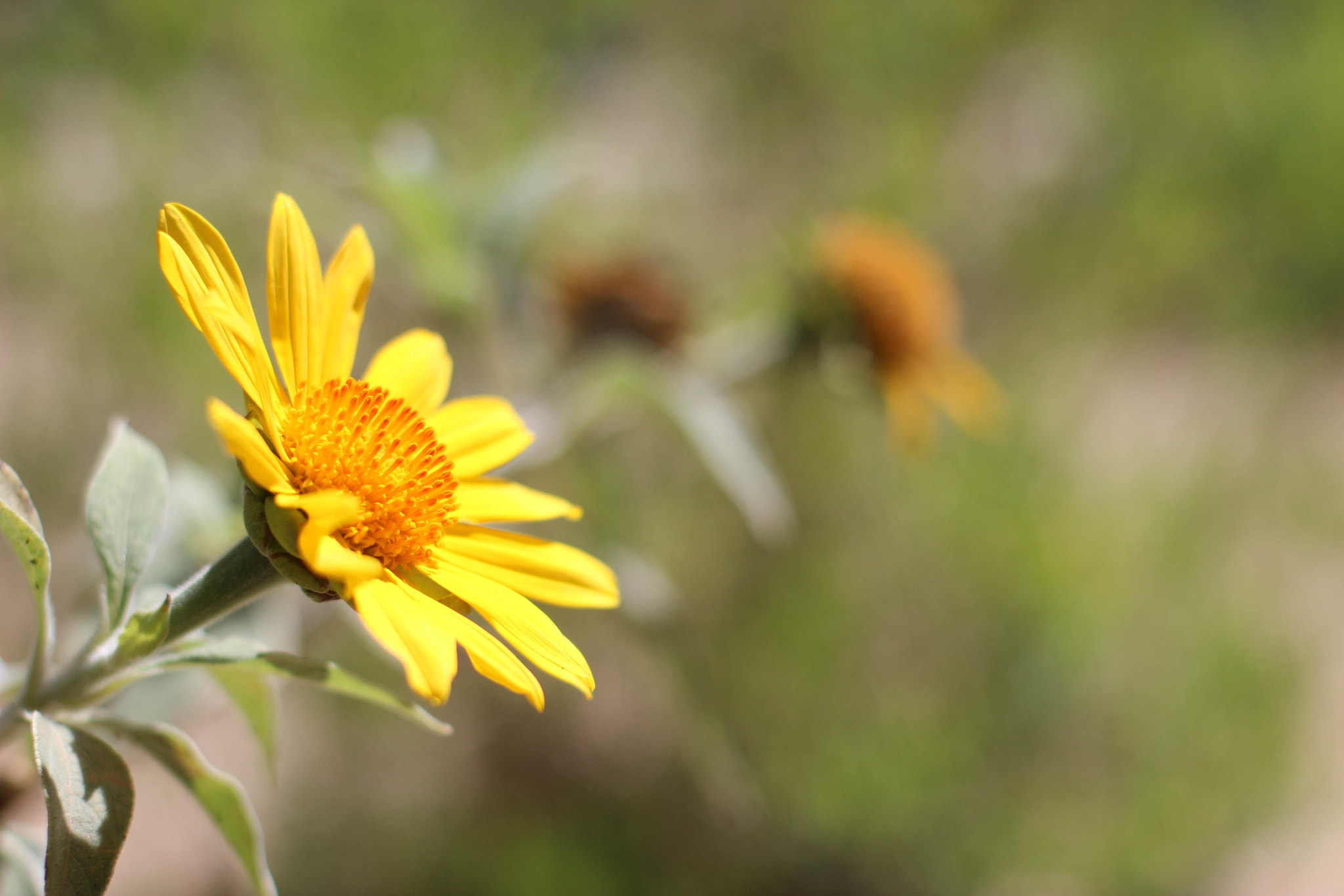 Canon EOS 600D (Rebel EOS T3i / EOS Kiss X5) + Canon EF 50mm F1.4 USM sample photo. Lovely day photography