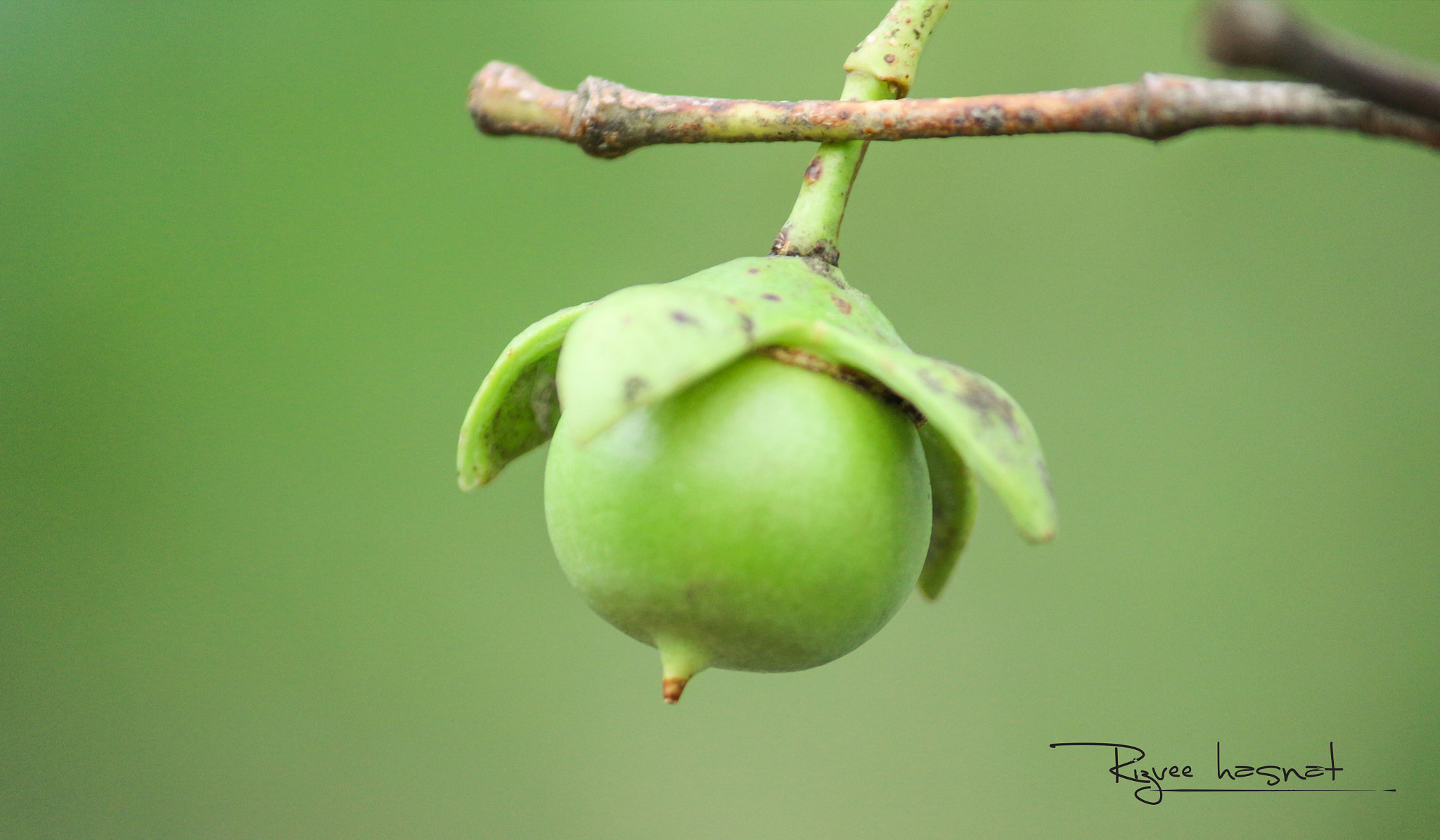 Canon EOS 700D (EOS Rebel T5i / EOS Kiss X7i) sample photo. কেওড়া ফল photography