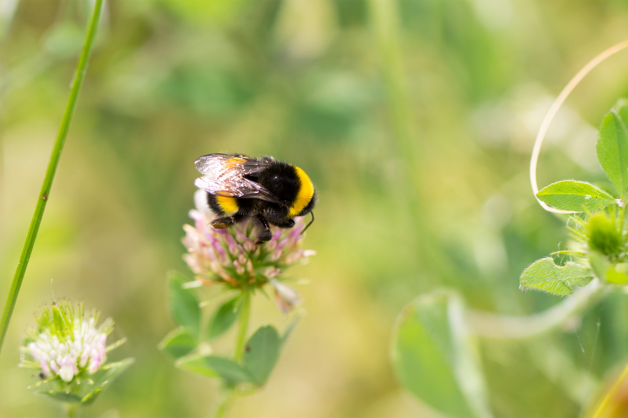 Canon EOS 1100D (EOS Rebel T3 / EOS Kiss X50) + Canon EF 100mm F2.8L Macro IS USM sample photo. Bumble bee photography