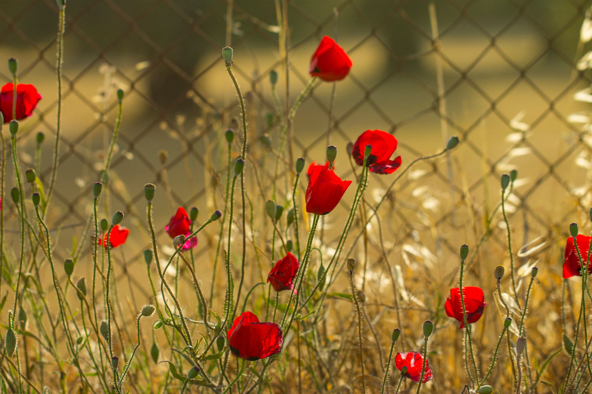 Canon EOS 1100D (EOS Rebel T3 / EOS Kiss X50) + Canon EF 100mm F2.8L Macro IS USM sample photo. Chain link poppies photography