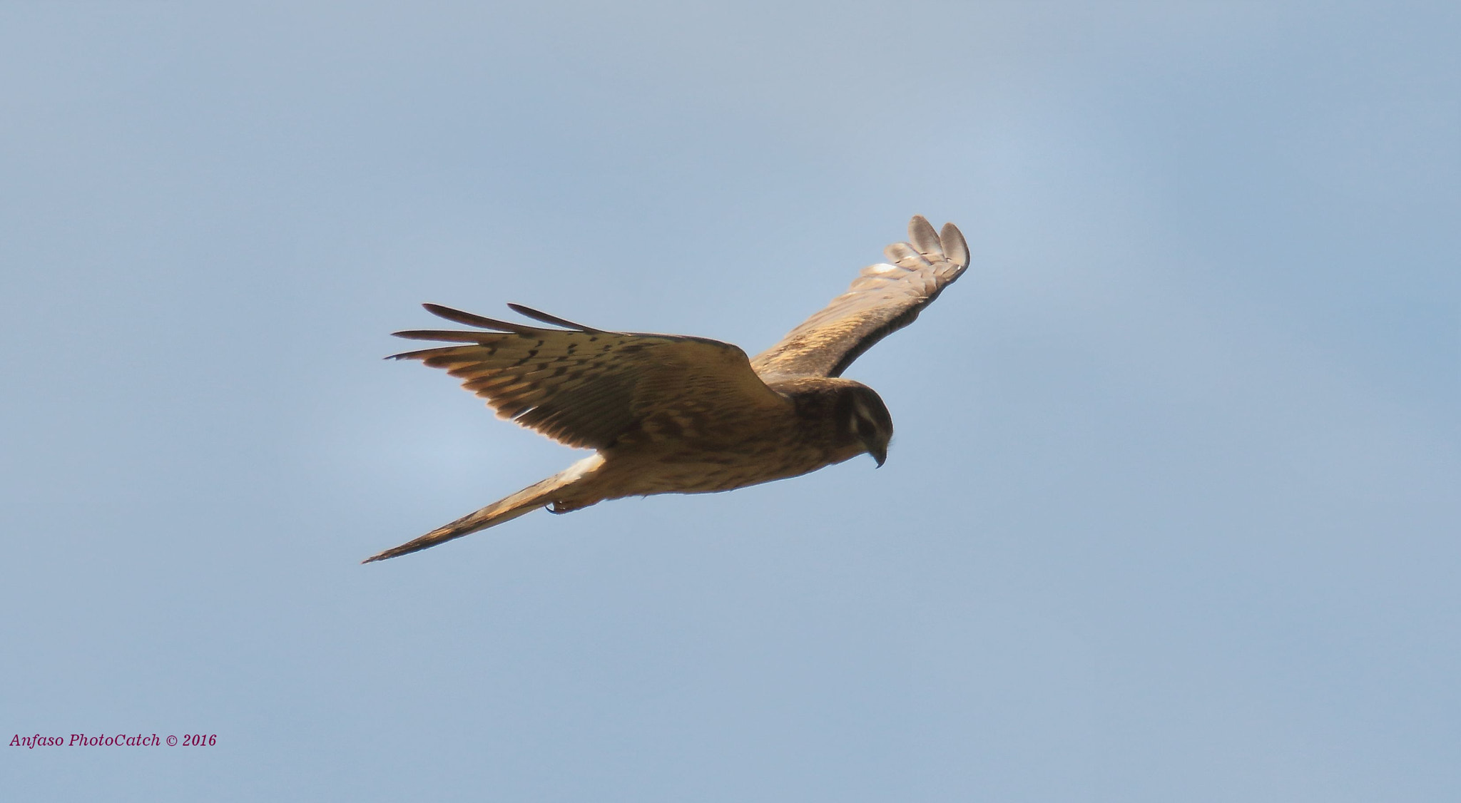 Sigma 150-600mm F5-6.3 DG OS HSM | S sample photo. Albanella minore ( femmina ) - circus pygargus photography