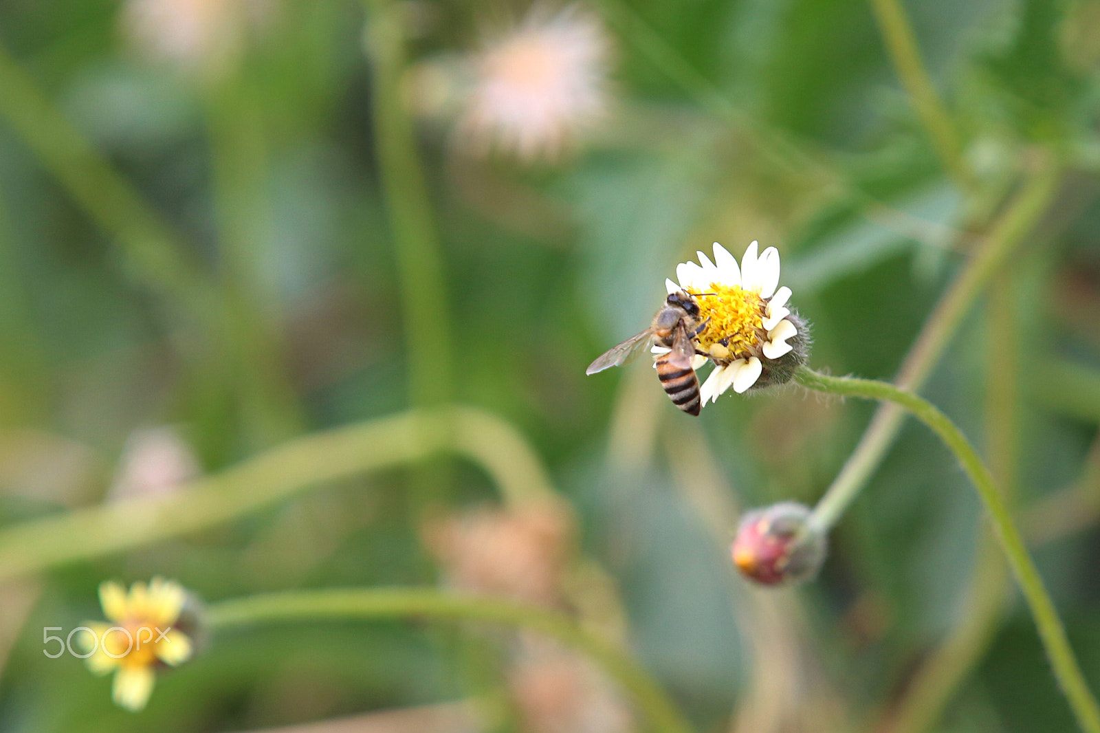 Canon EOS 70D + Canon EF 70-200mm F2.8L IS II USM sample photo. Honeybee photography