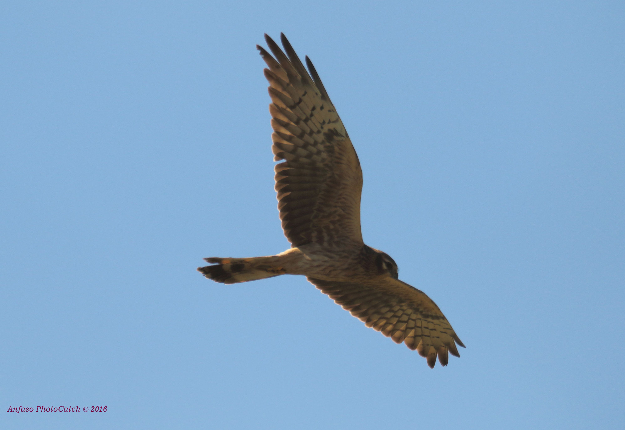 Sigma 150-600mm F5-6.3 DG OS HSM | S sample photo. Albanella minore ( femmina ) - circus pygargus photography