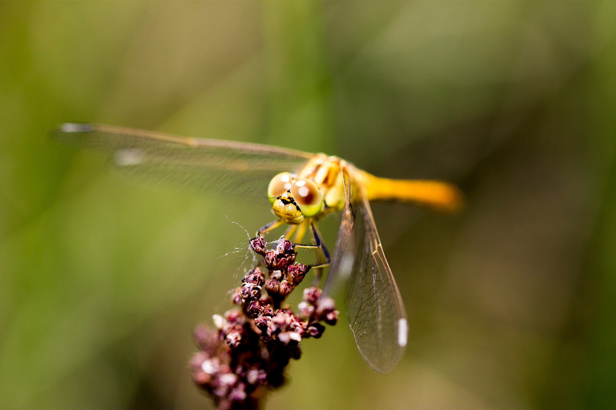 Canon EOS 1100D (EOS Rebel T3 / EOS Kiss X50) + Canon EF 100mm F2.8L Macro IS USM sample photo. Dragonfly photography
