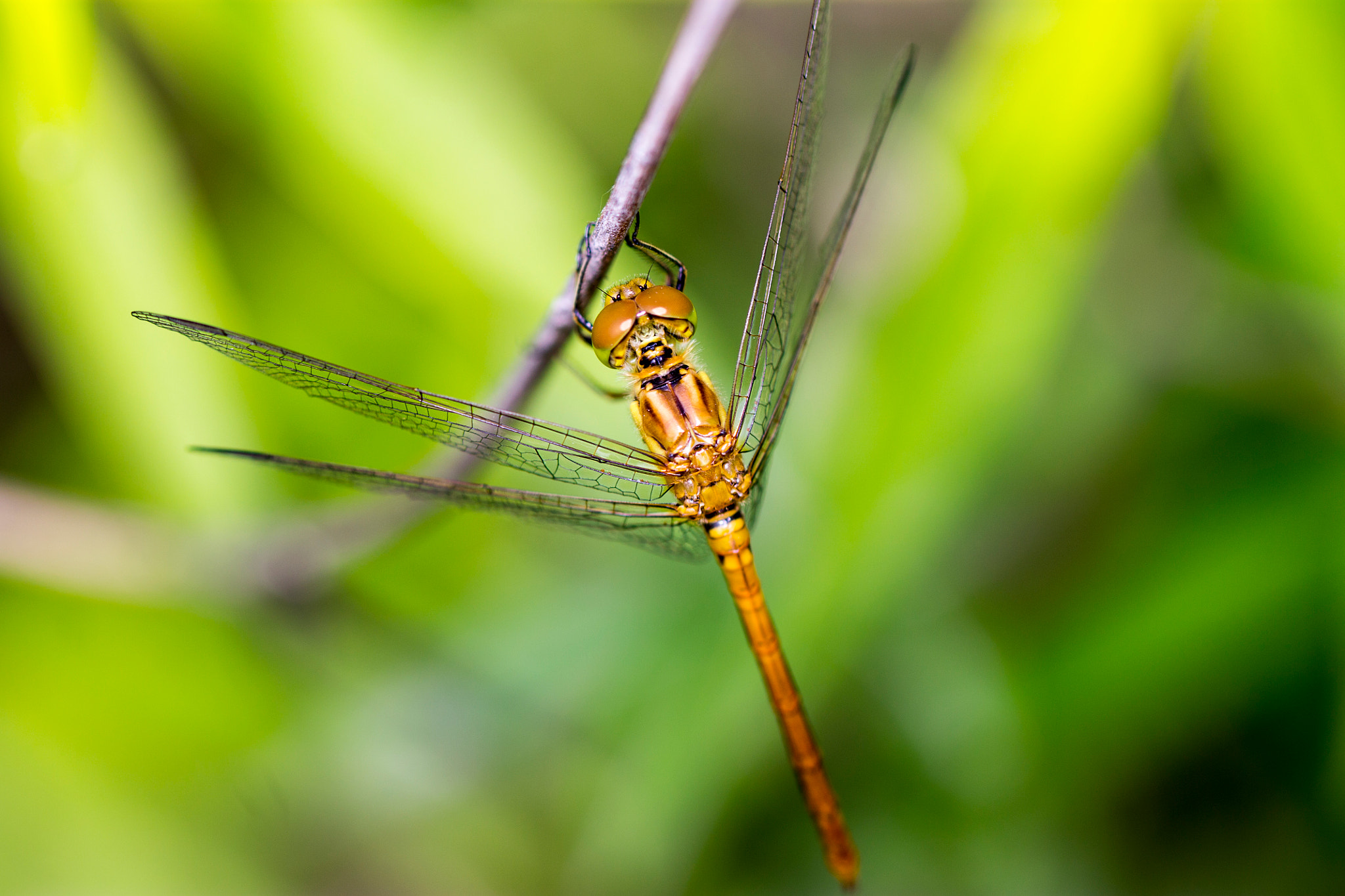 Canon EOS 1100D (EOS Rebel T3 / EOS Kiss X50) + Canon EF 100mm F2.8L Macro IS USM sample photo. Dragonfly photography