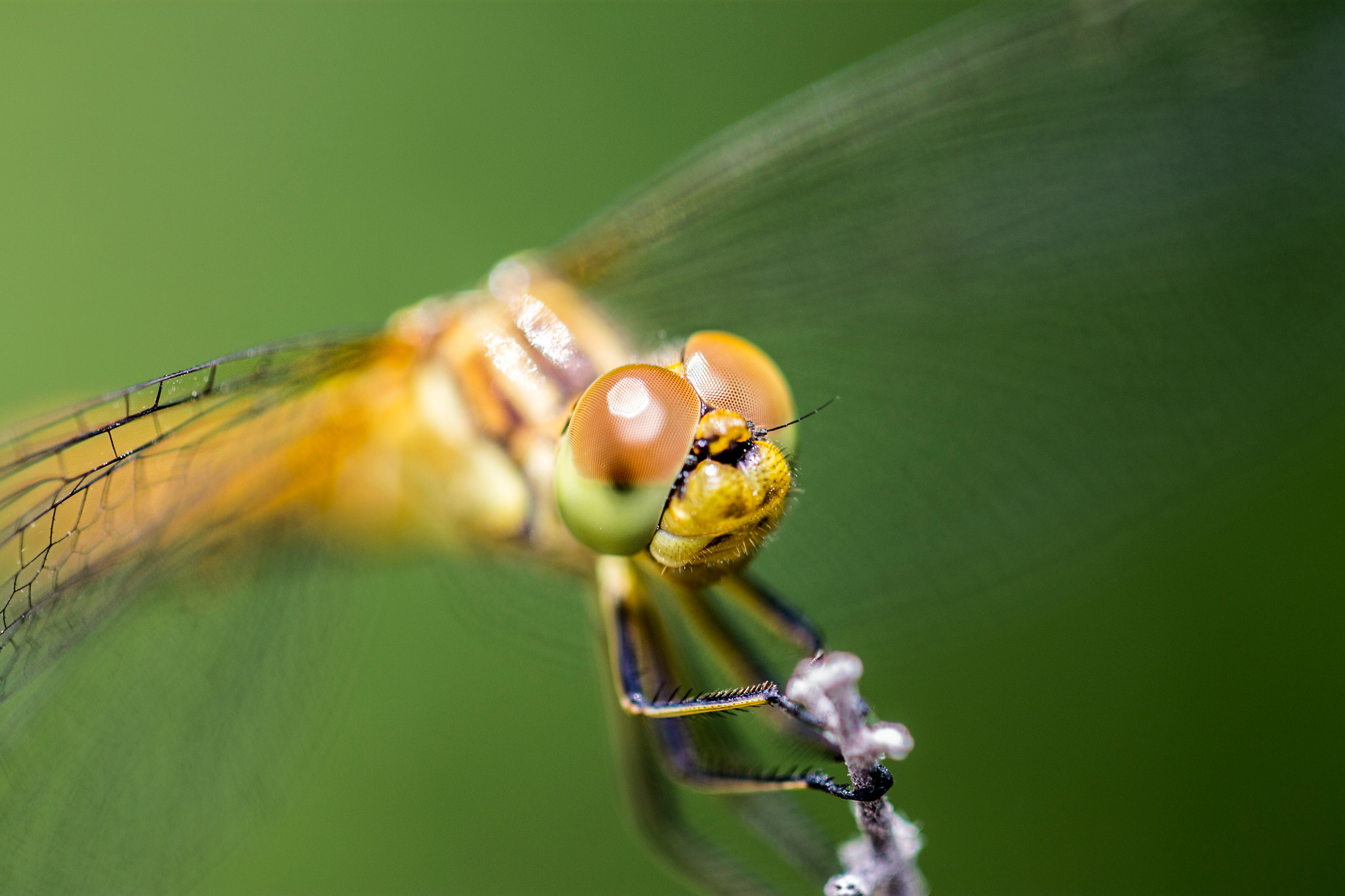 Canon EOS 1100D (EOS Rebel T3 / EOS Kiss X50) + Canon EF 100mm F2.8L Macro IS USM sample photo. Dragonfly photography
