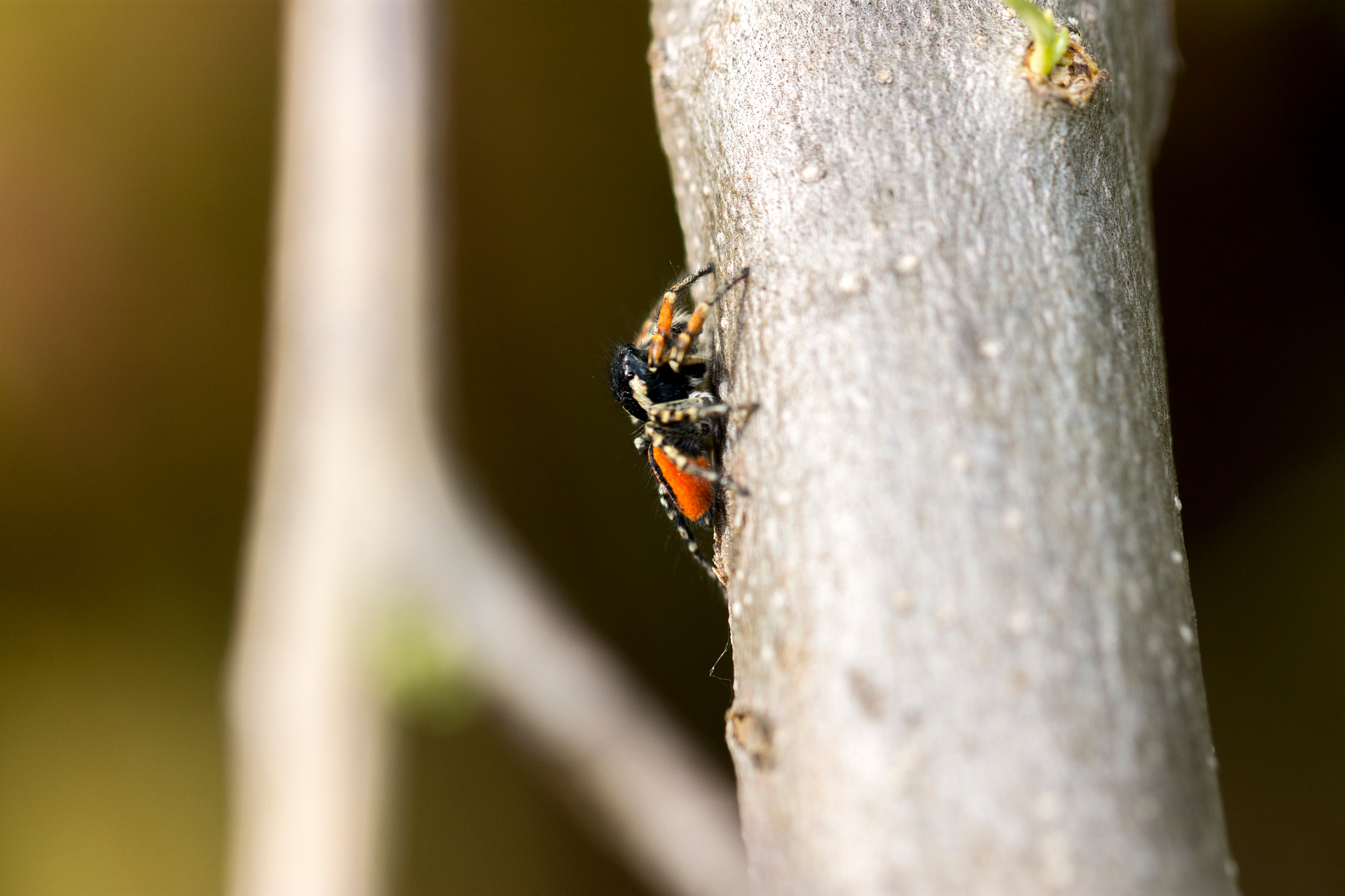Canon EOS 1100D (EOS Rebel T3 / EOS Kiss X50) + Canon EF 100mm F2.8L Macro IS USM sample photo. Ladybird spider photography