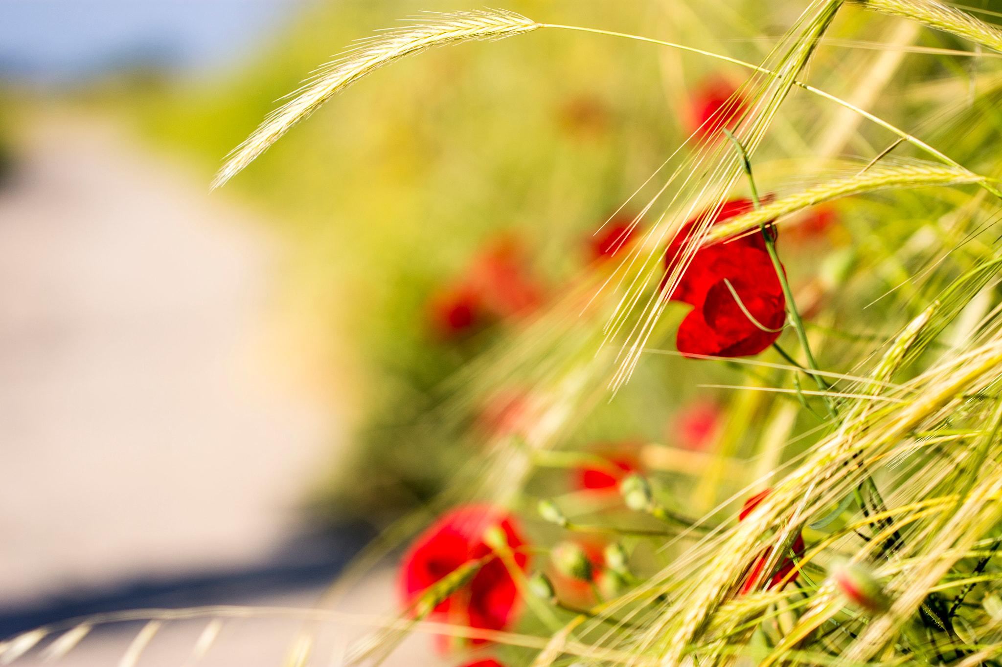 Canon EOS 1100D (EOS Rebel T3 / EOS Kiss X50) + Canon EF 100mm F2.8L Macro IS USM sample photo. Poppies and wheat photography