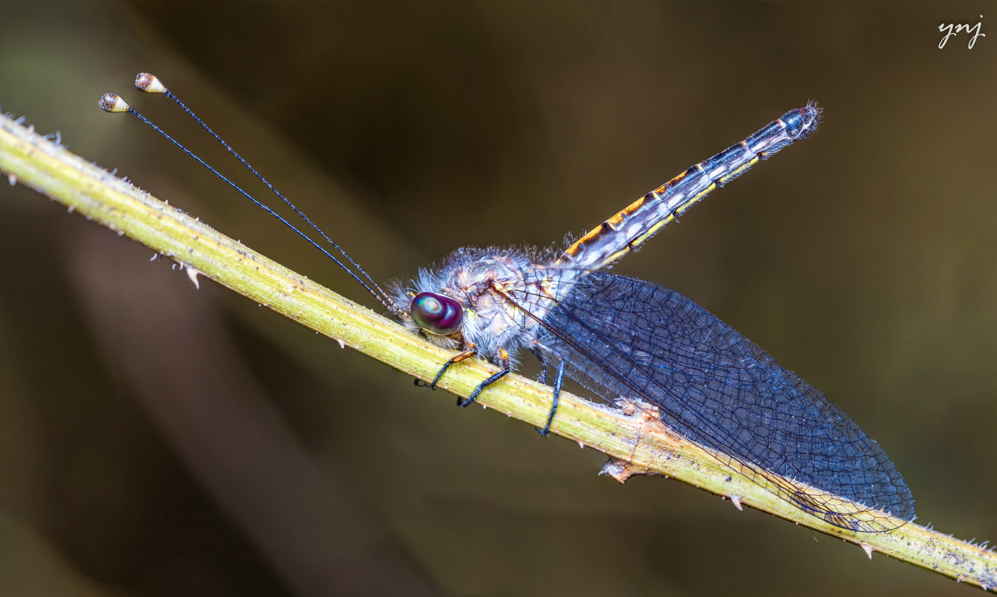 Sigma 70-300mm F4-5.6 APO DG Macro sample photo. Owlfly (macro panorama) photography