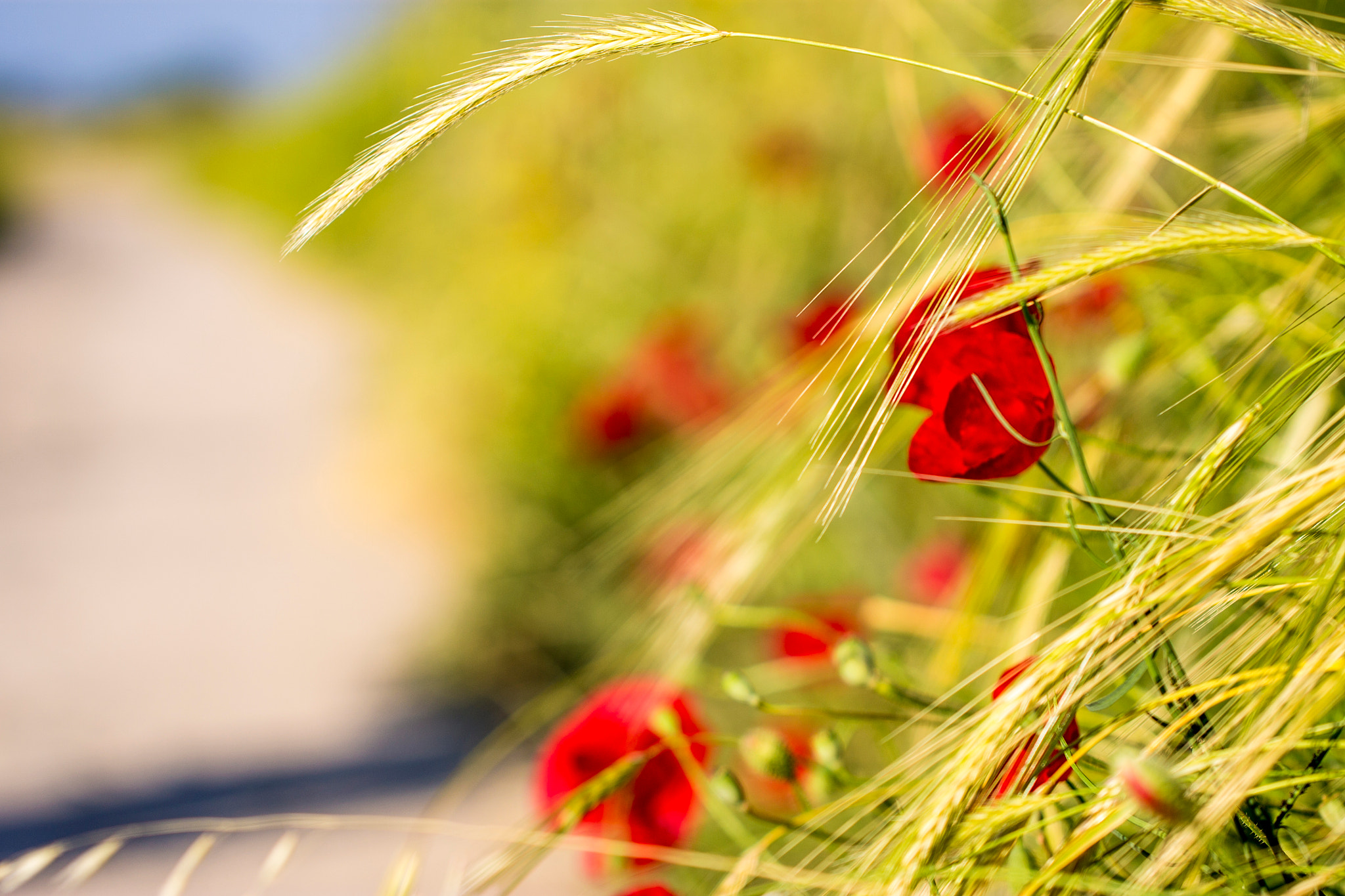Canon EOS 1100D (EOS Rebel T3 / EOS Kiss X50) + Canon EF 100mm F2.8L Macro IS USM sample photo. Poppies and wheat photography