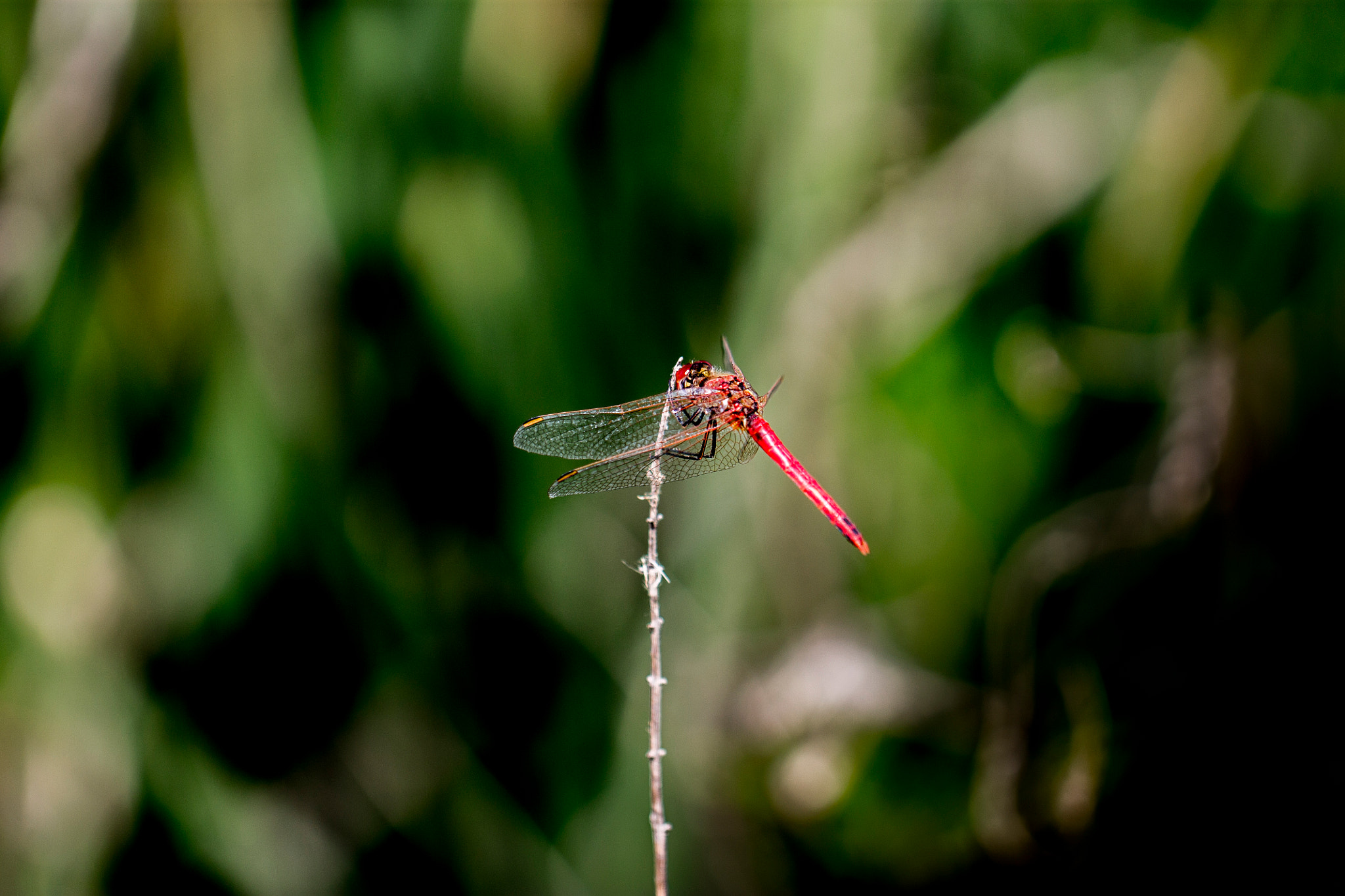 Canon EOS 1100D (EOS Rebel T3 / EOS Kiss X50) + Canon EF 100mm F2.8L Macro IS USM sample photo. Red dragonfly photography